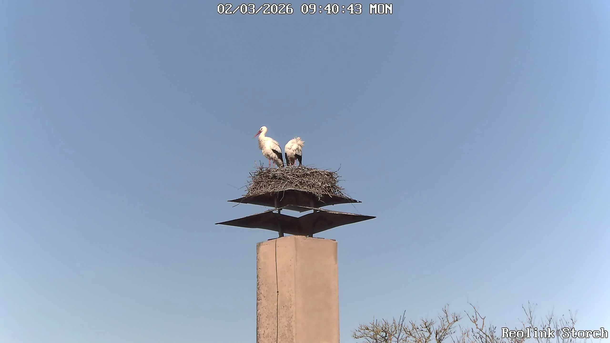 Storchencam Bild