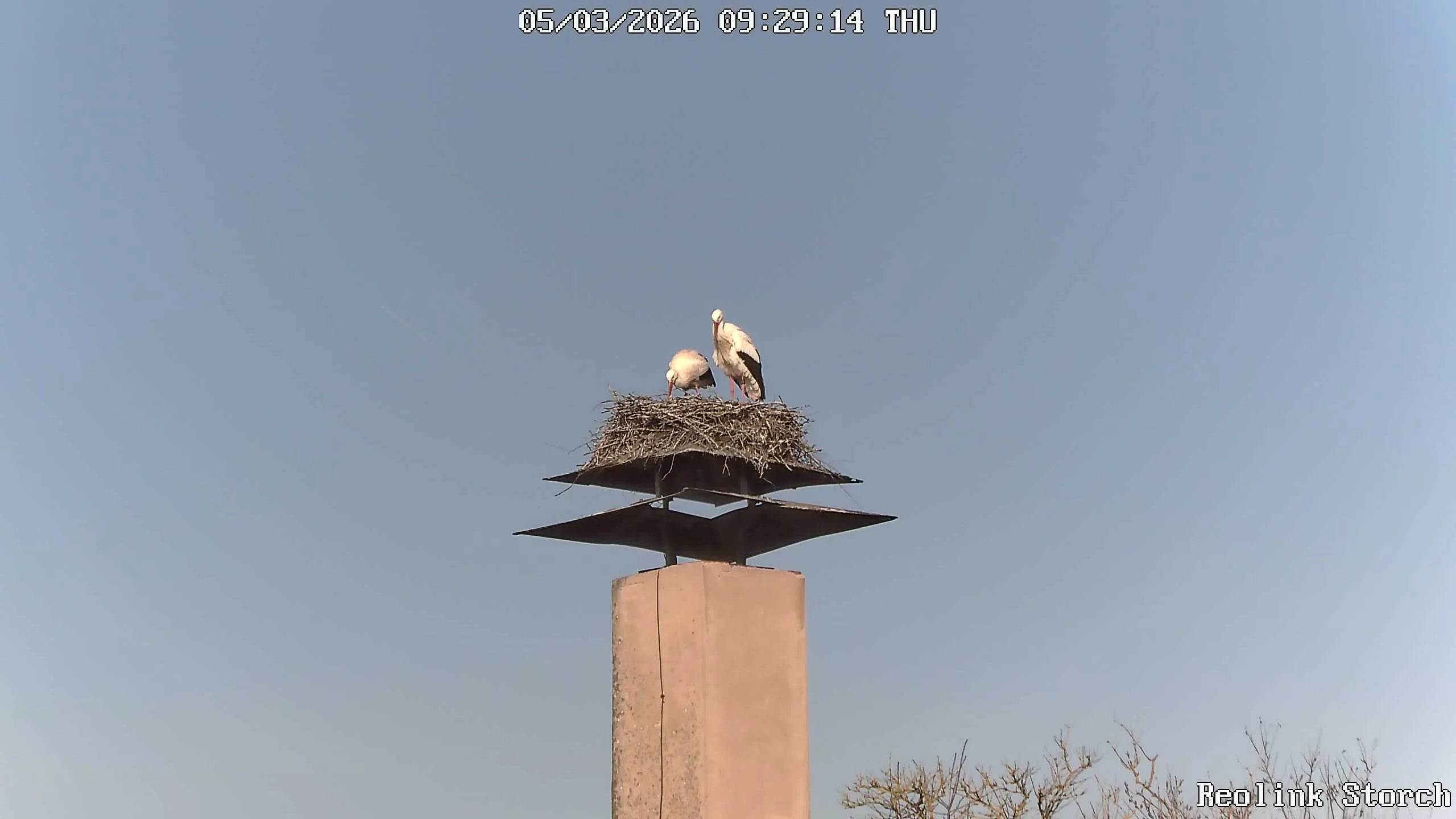 Storchencam Bild