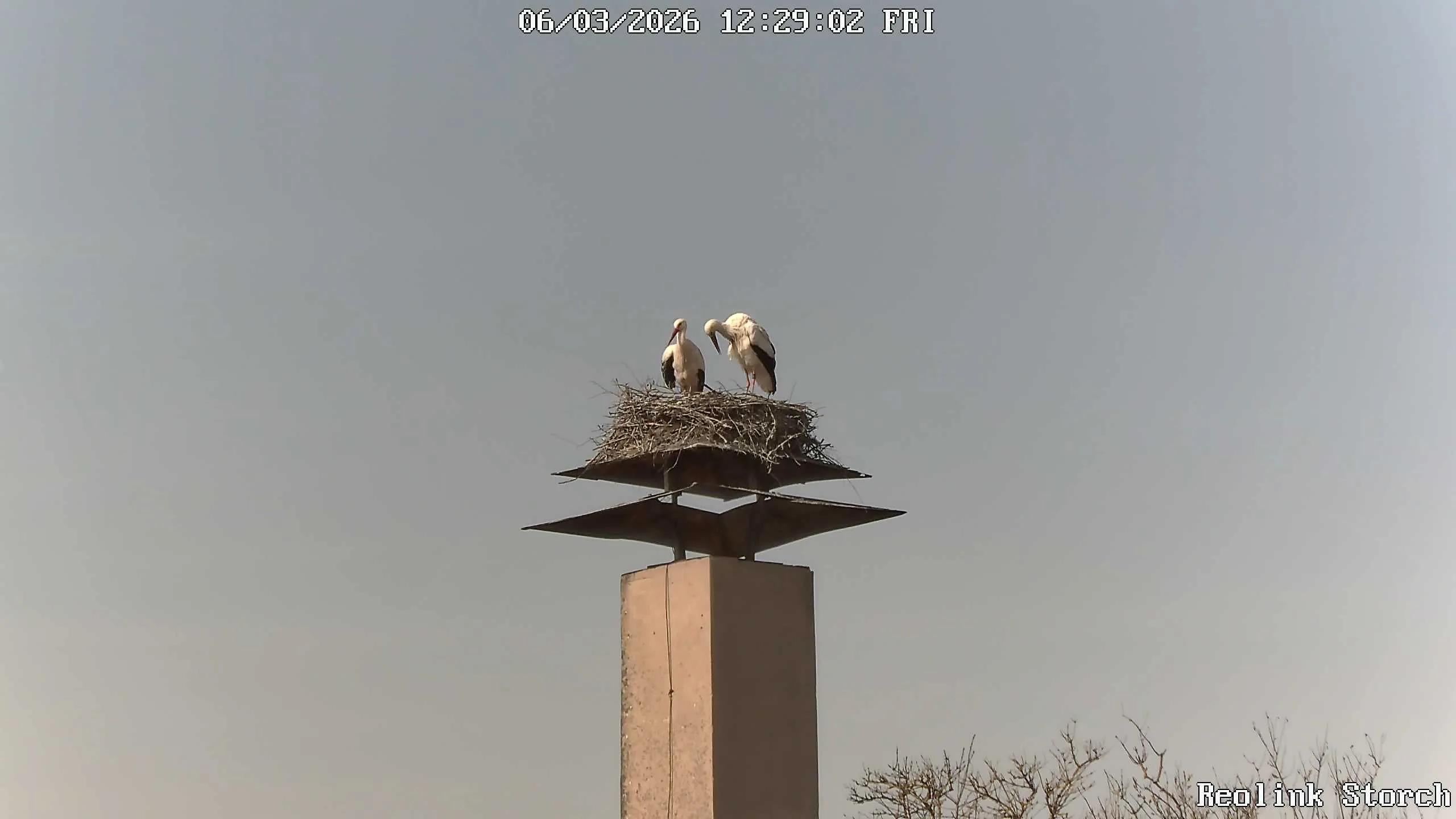 Storchencam Bild