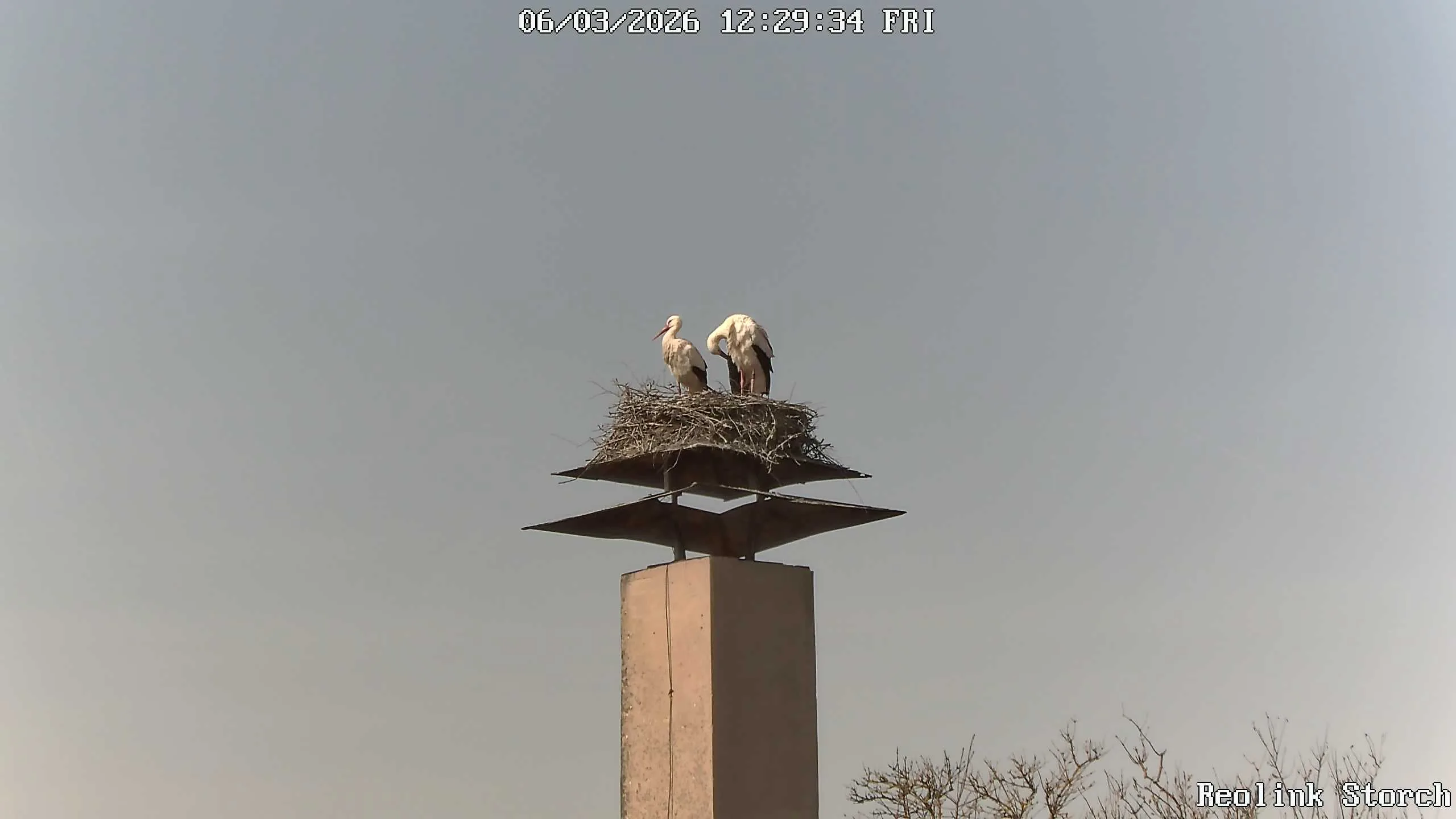 Storchencam Bild