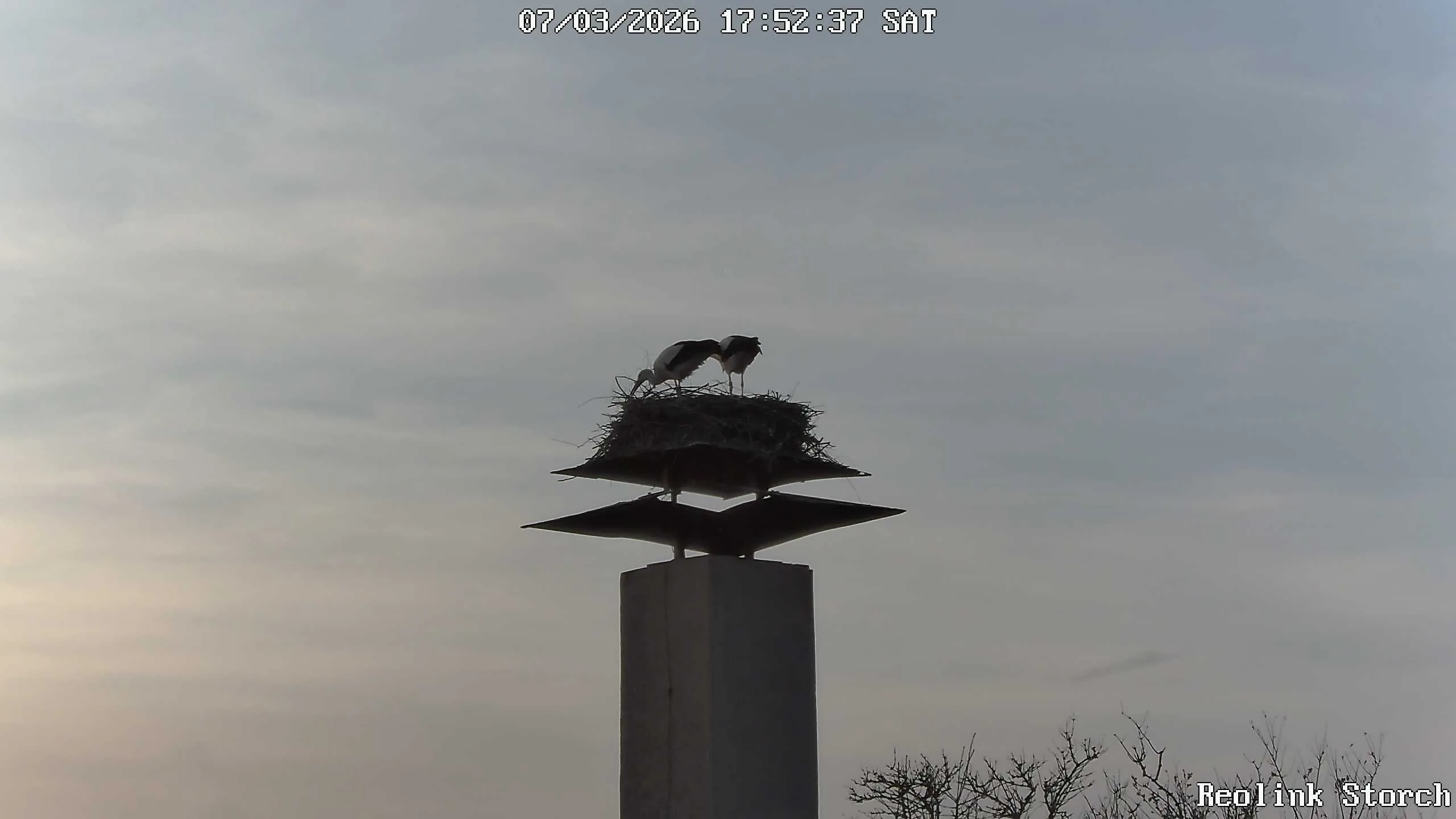 Storchencam Bild