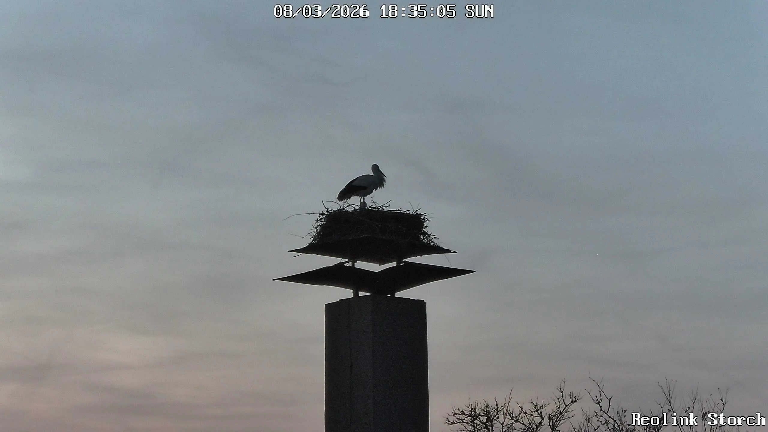 Storchencam Bild