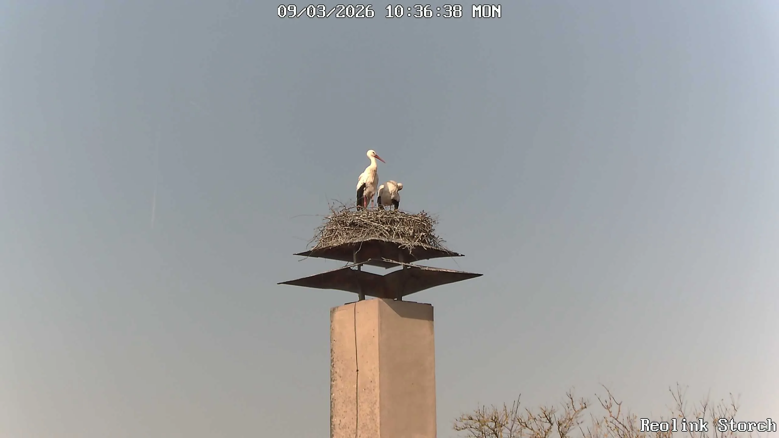 Storchencam Bild