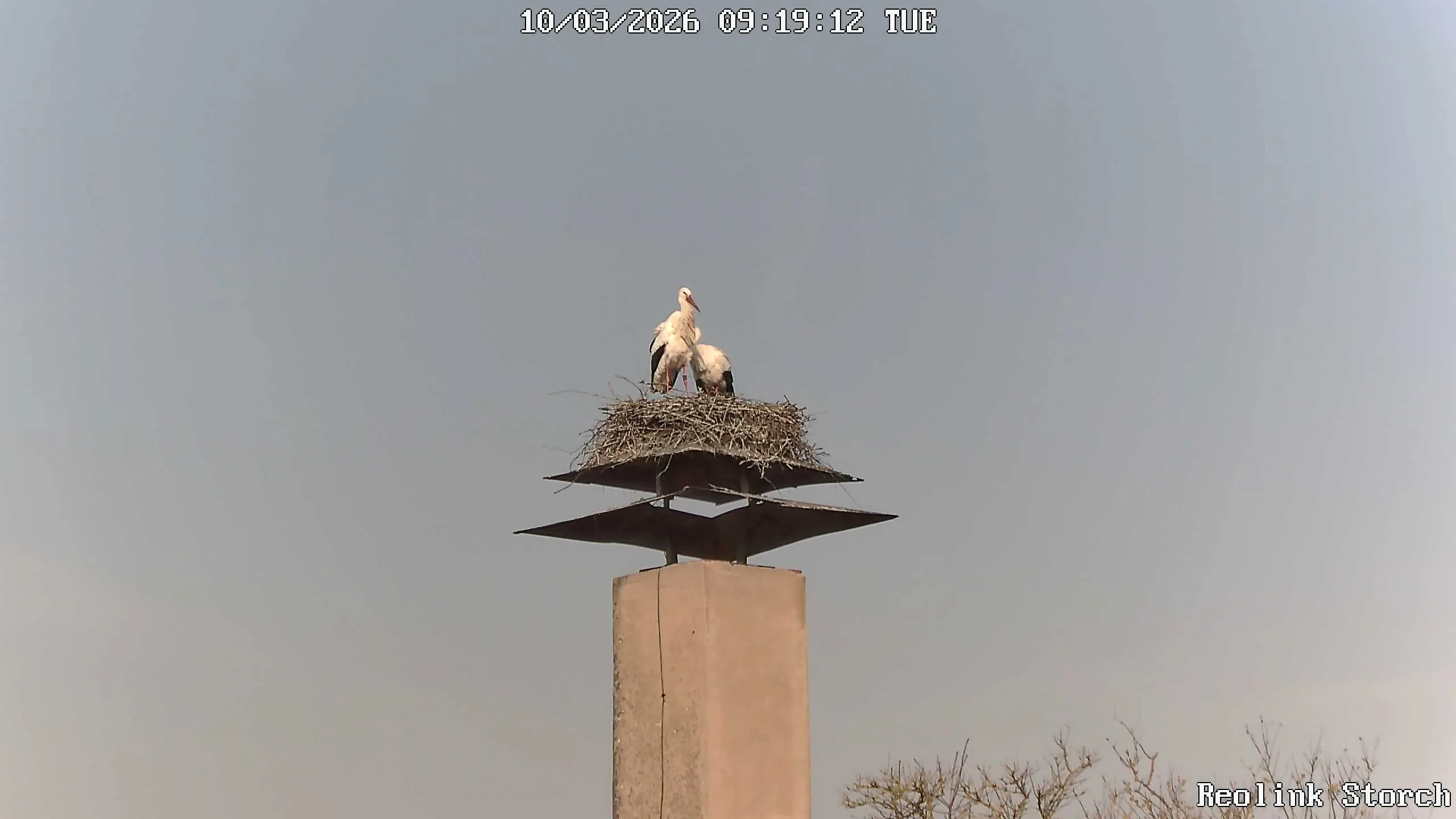 Storchencam Bild