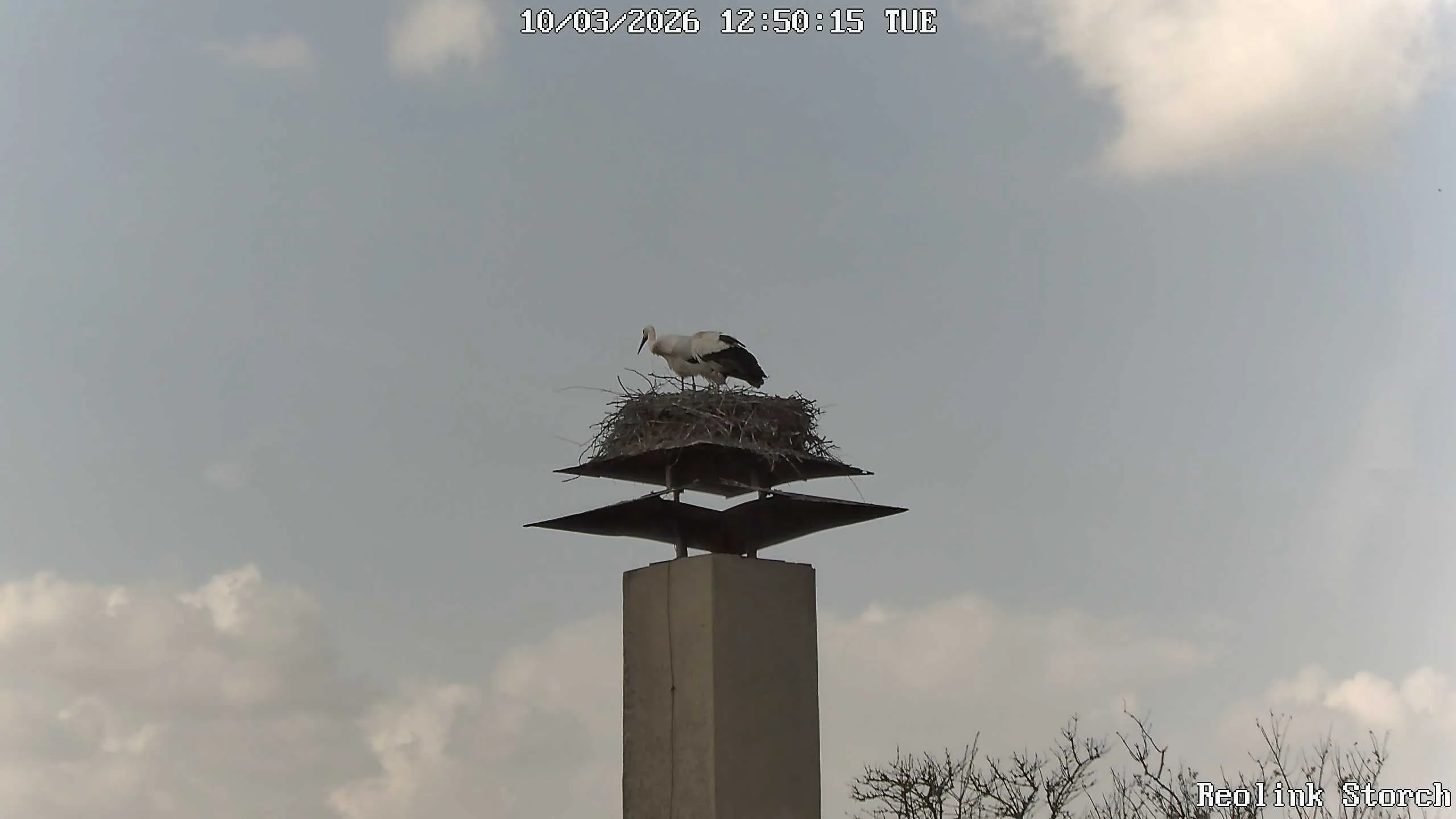 Storchencam Bild