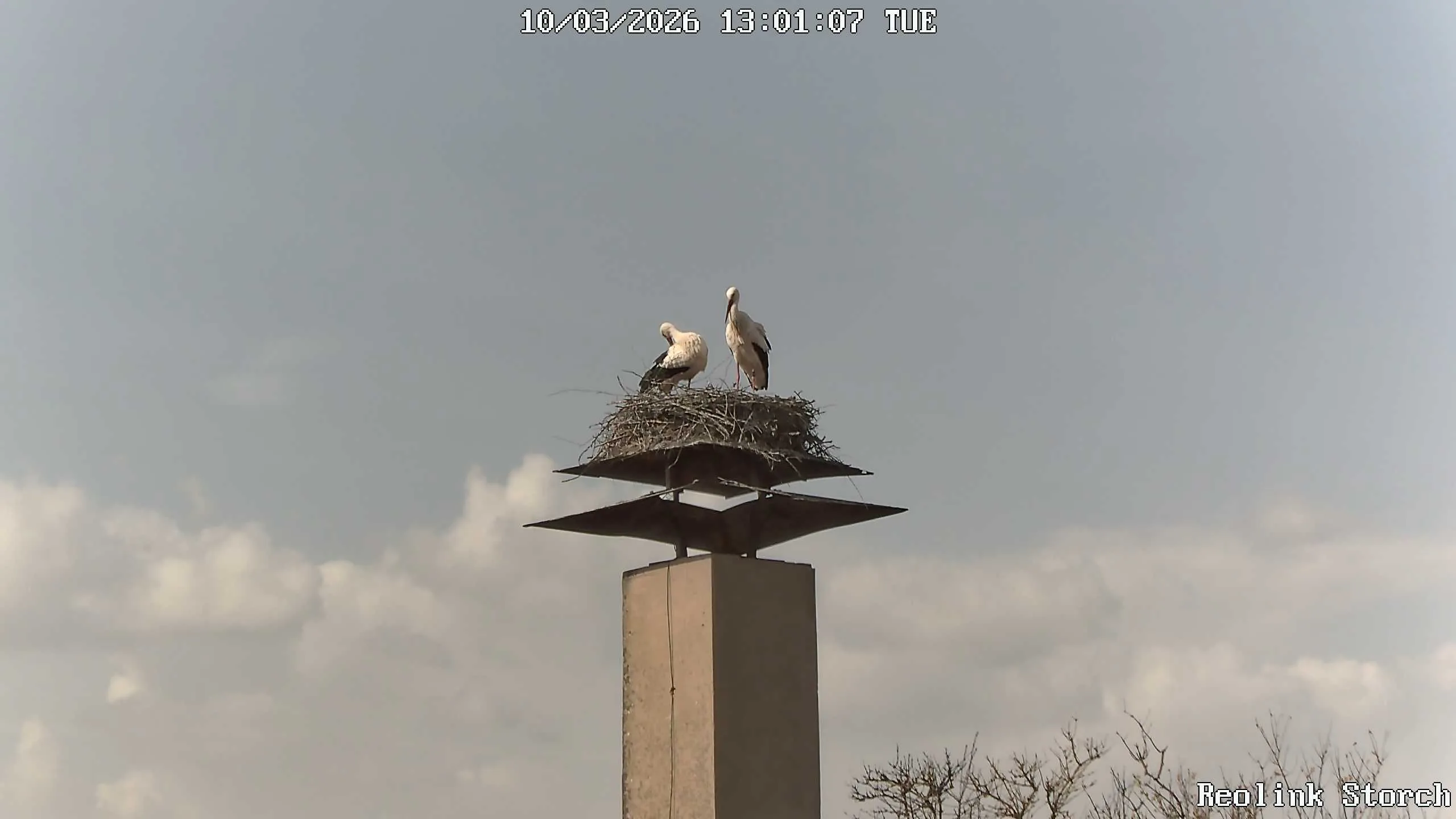 Storchencam Bild