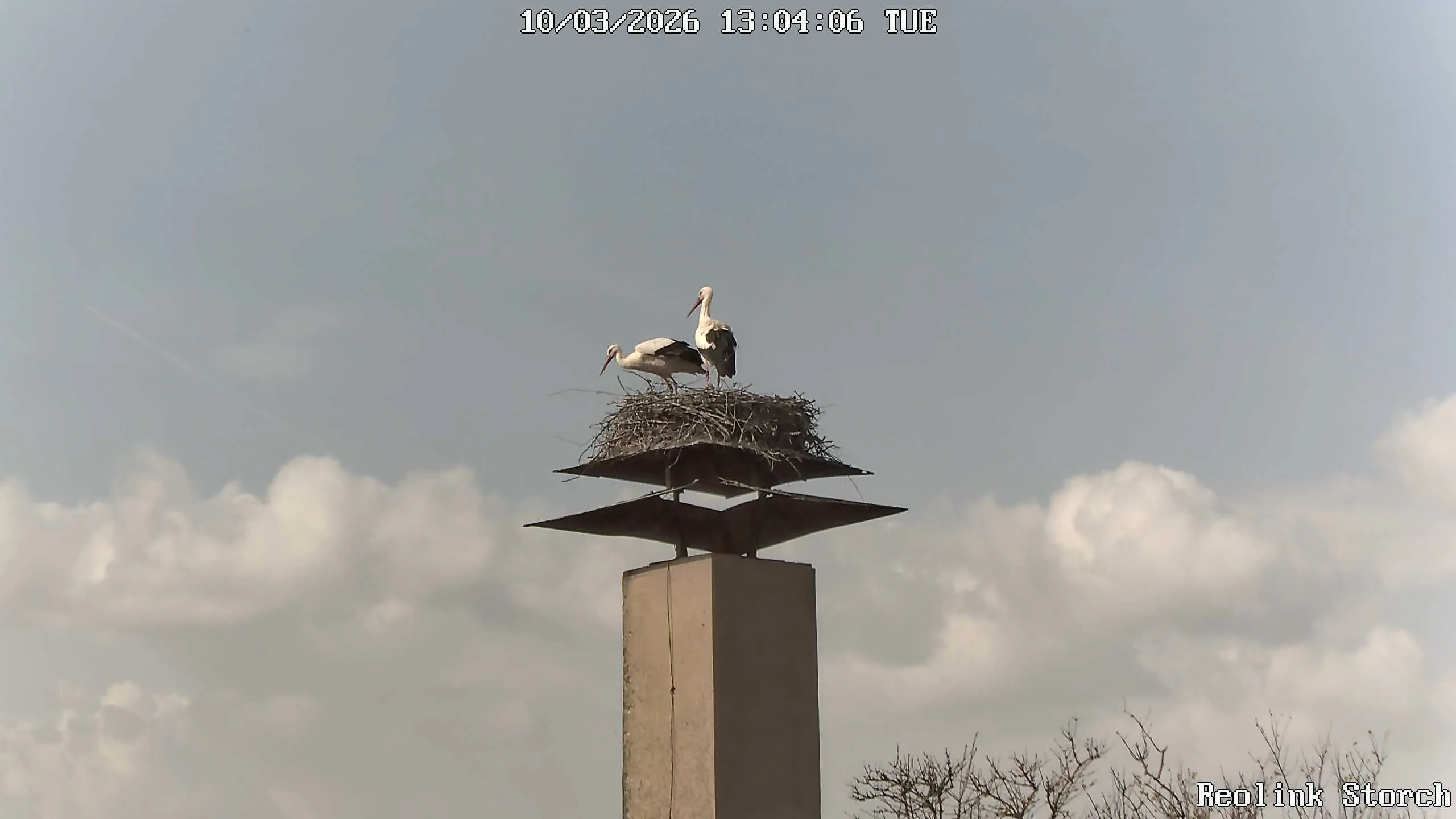 Storchencam Bild