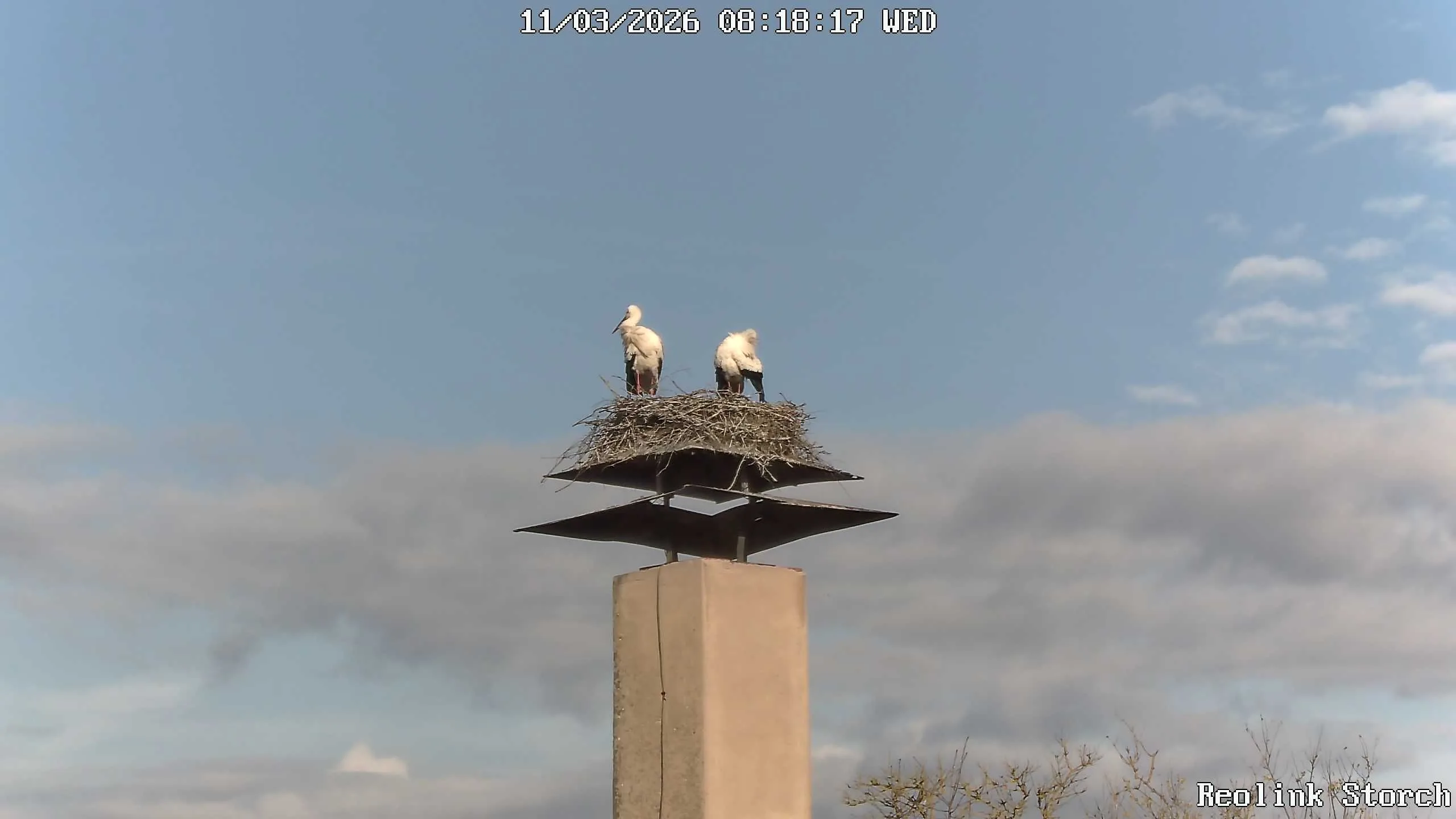 Storchencam Bild