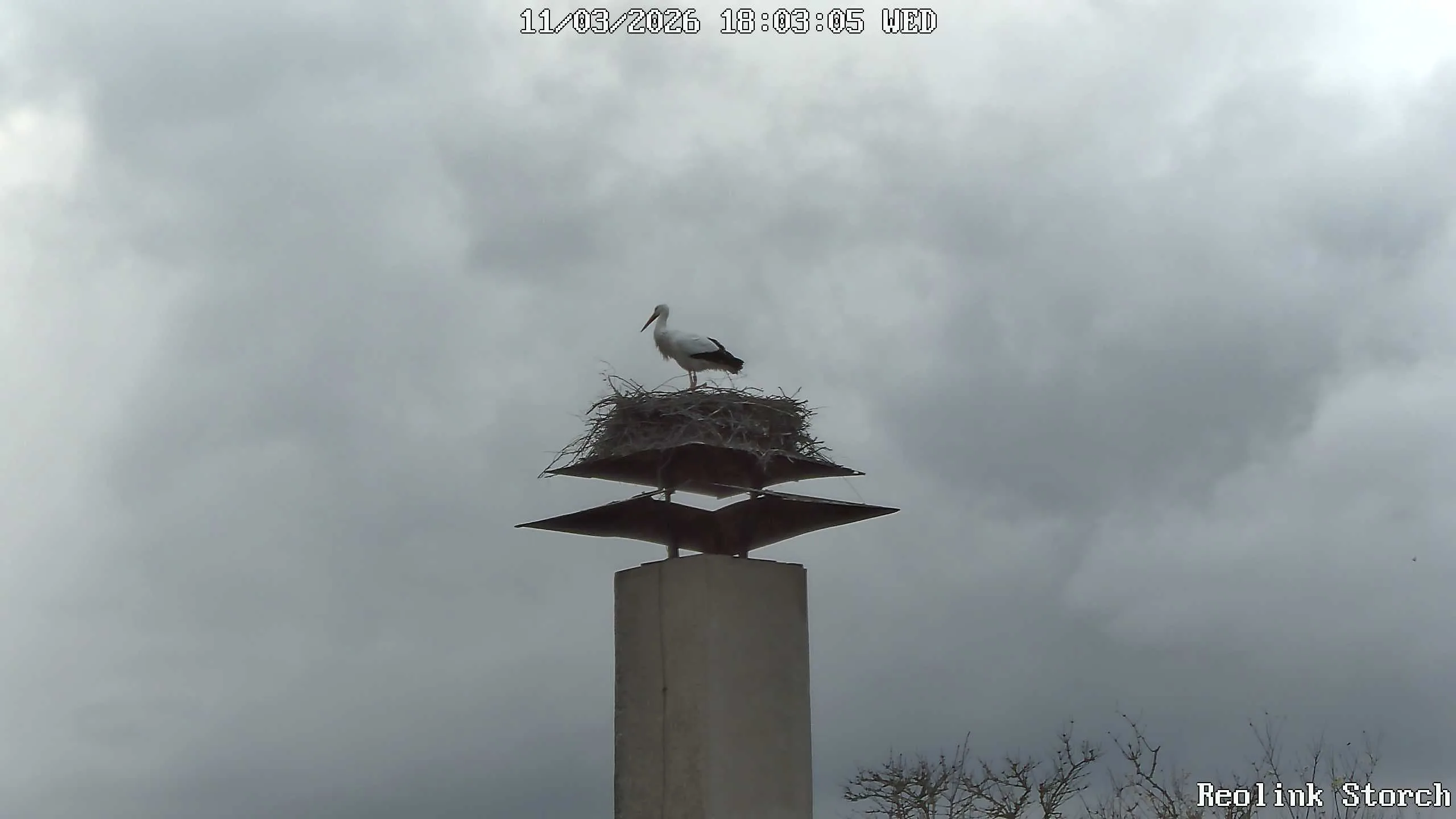 Storchencam Bild