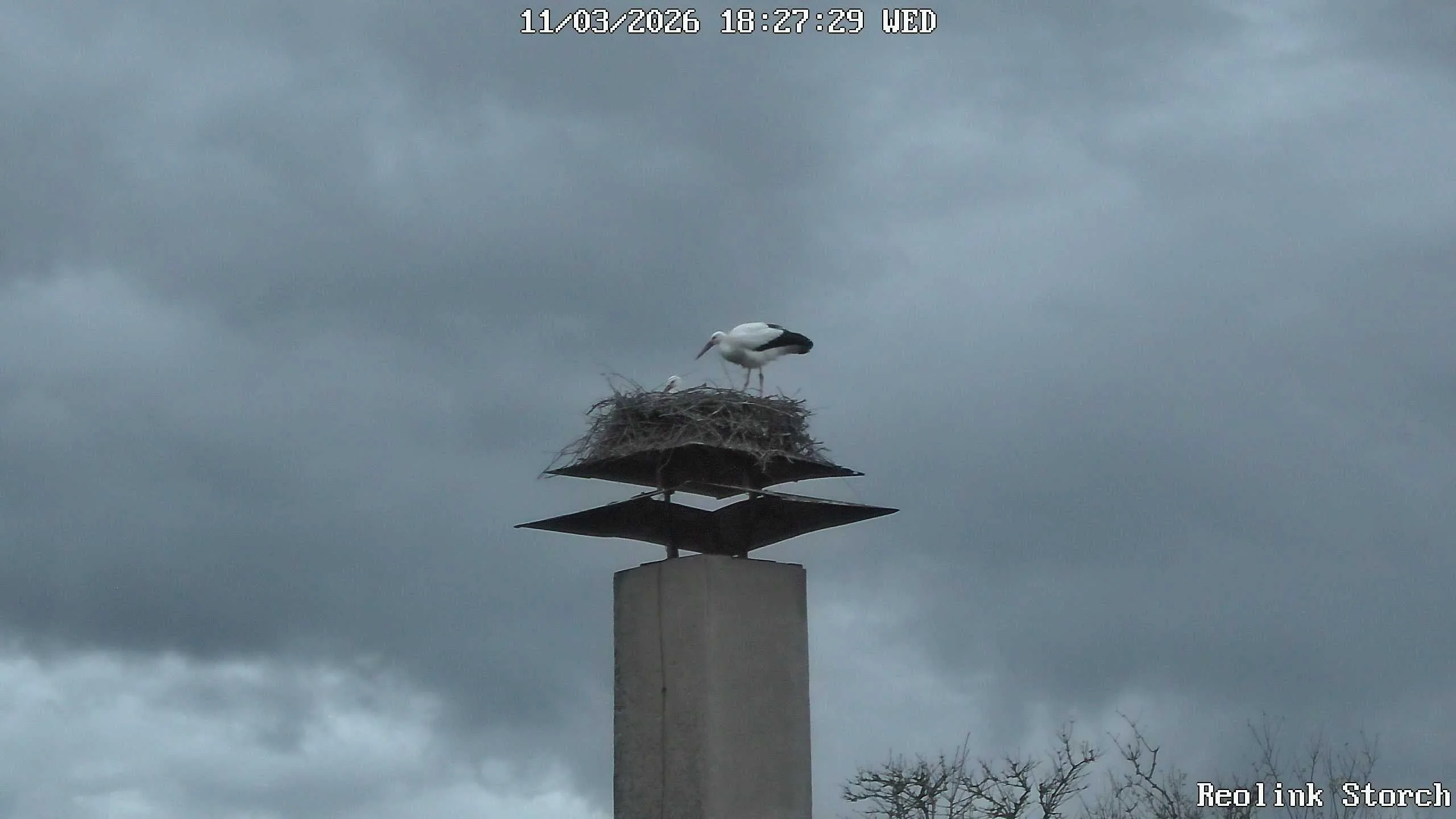 Storchencam Bild
