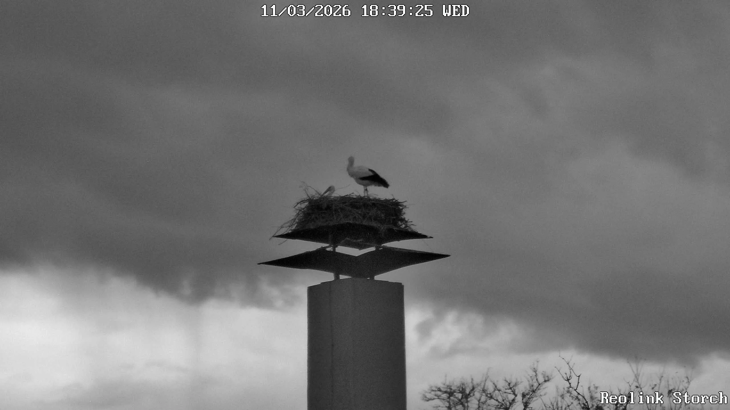Storchencam Bild