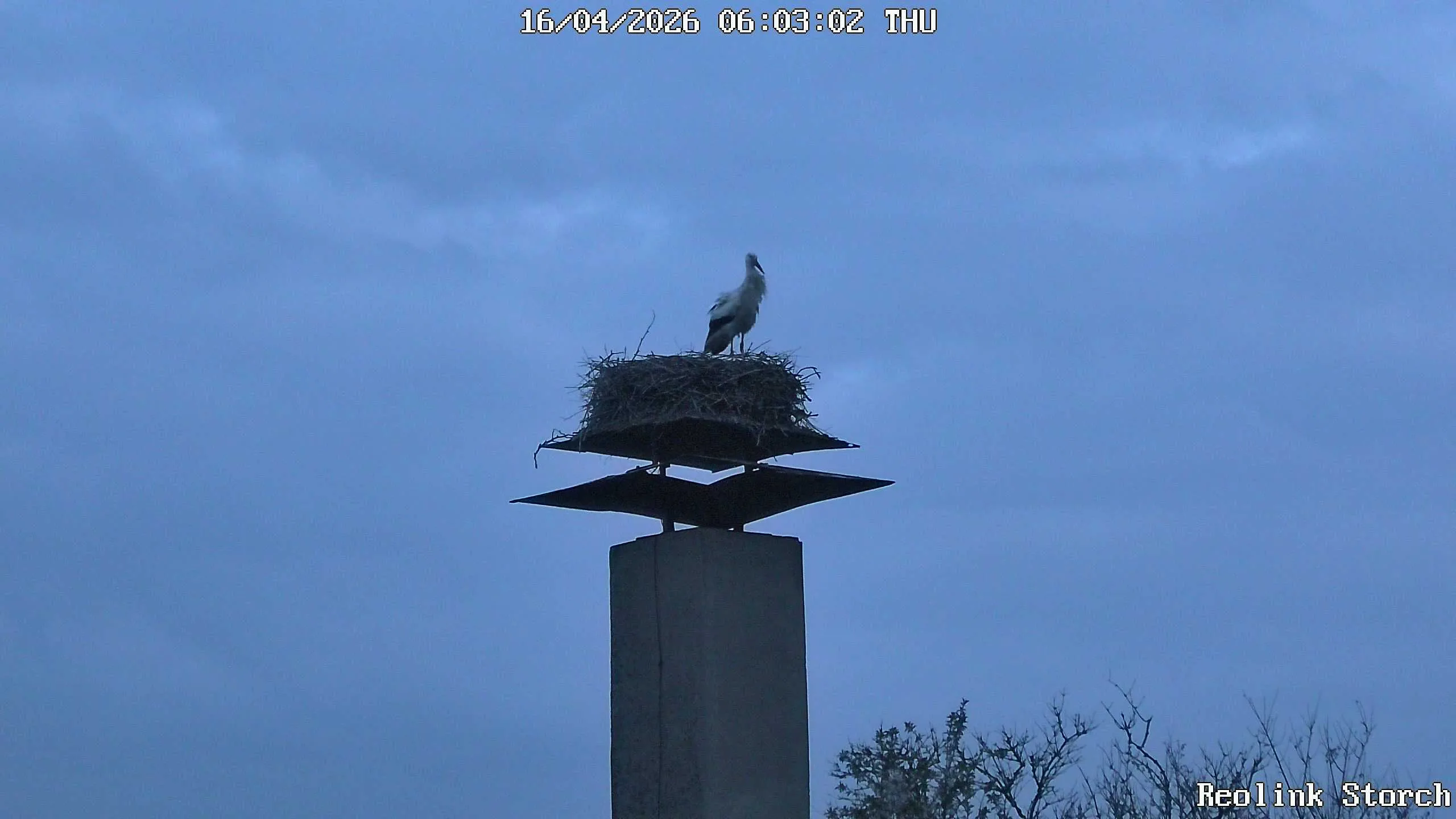 Storchencam Bild