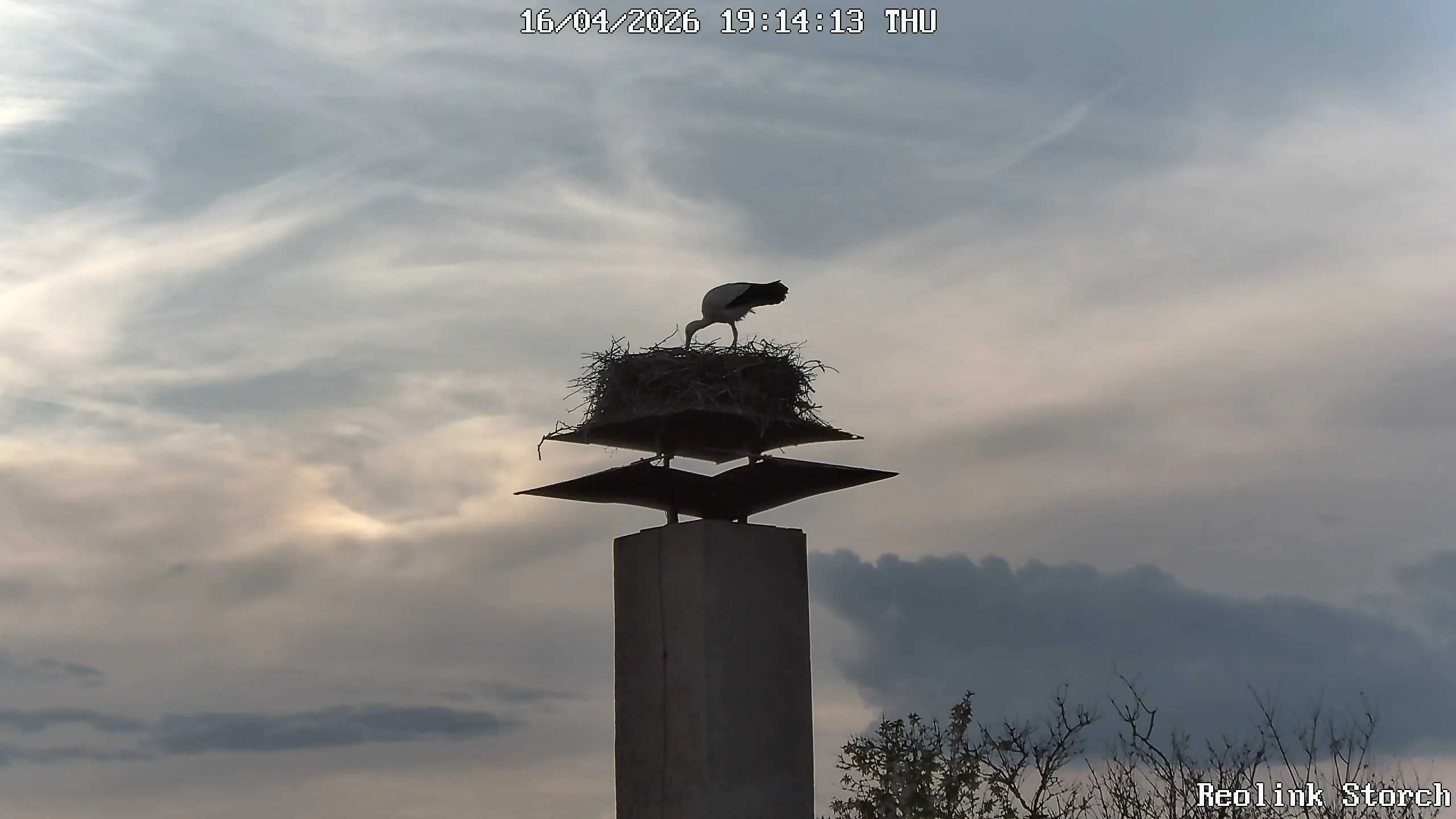 Storchencam Bild