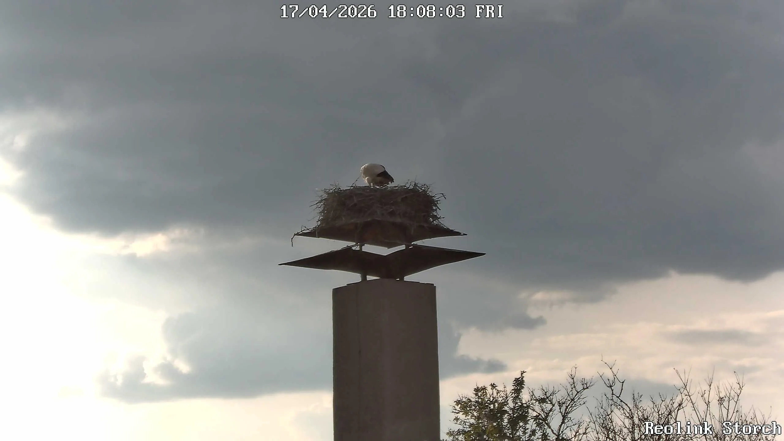 Storchencam Bild