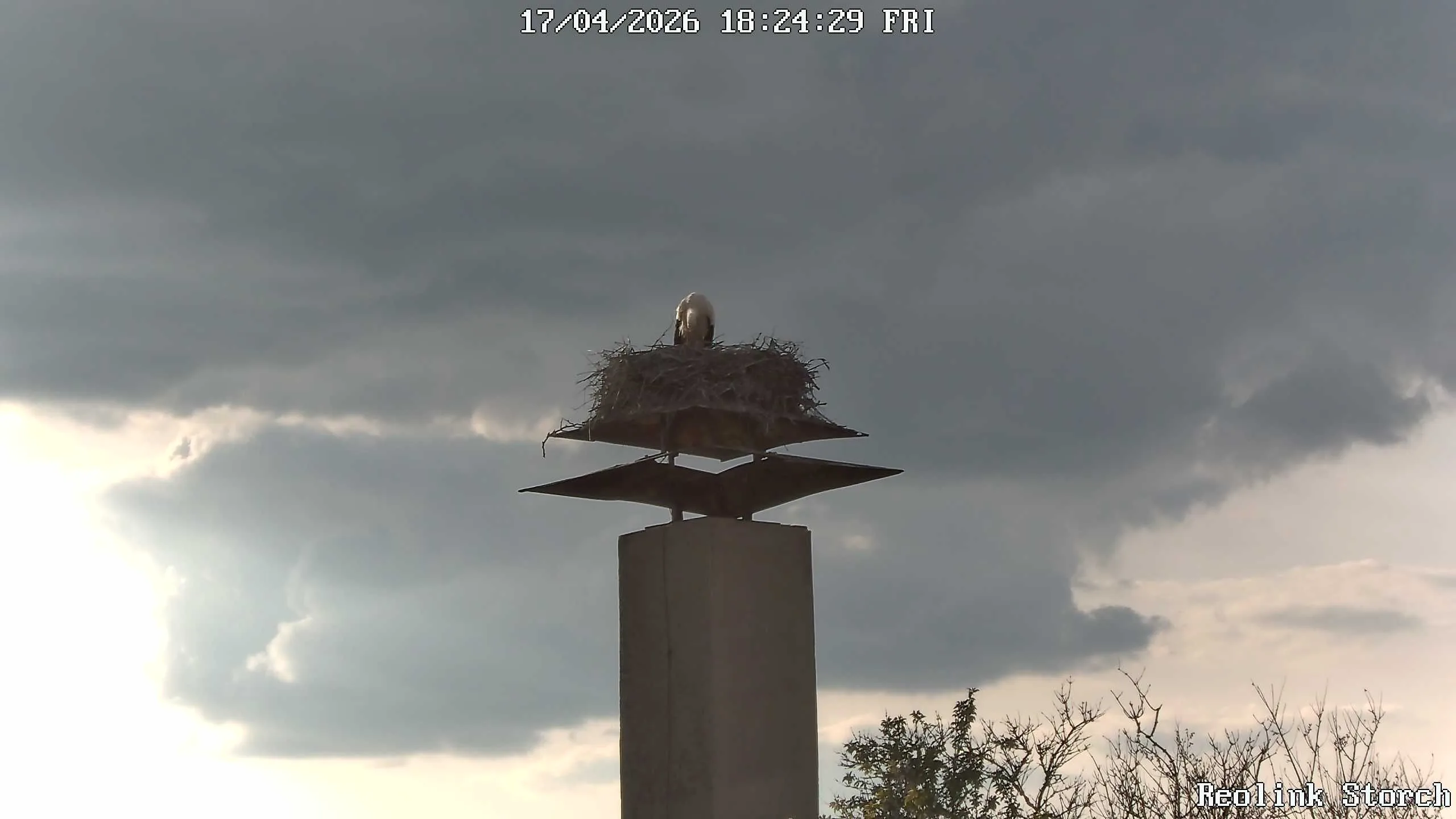Storchencam Bild