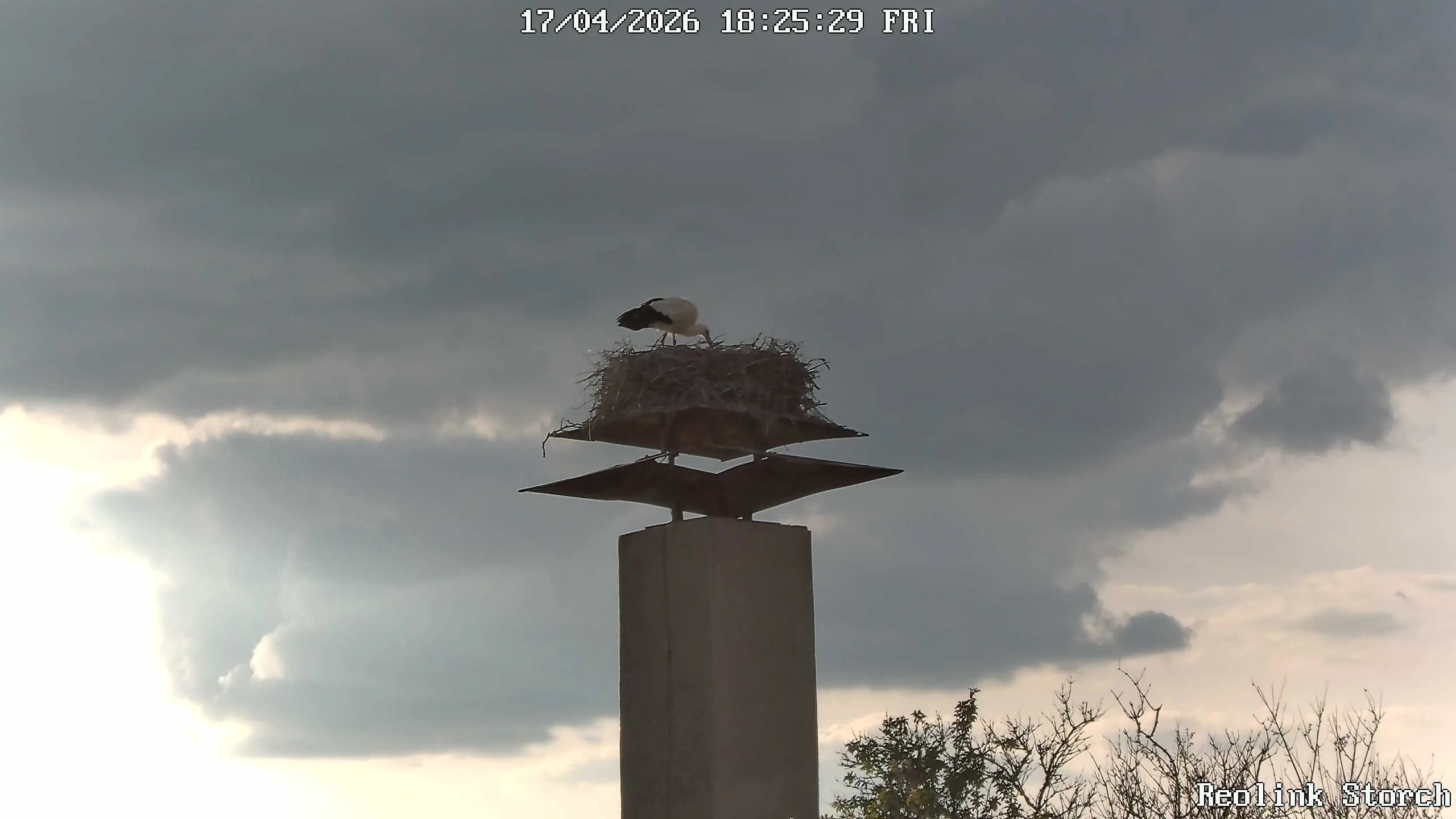 Storchencam Bild