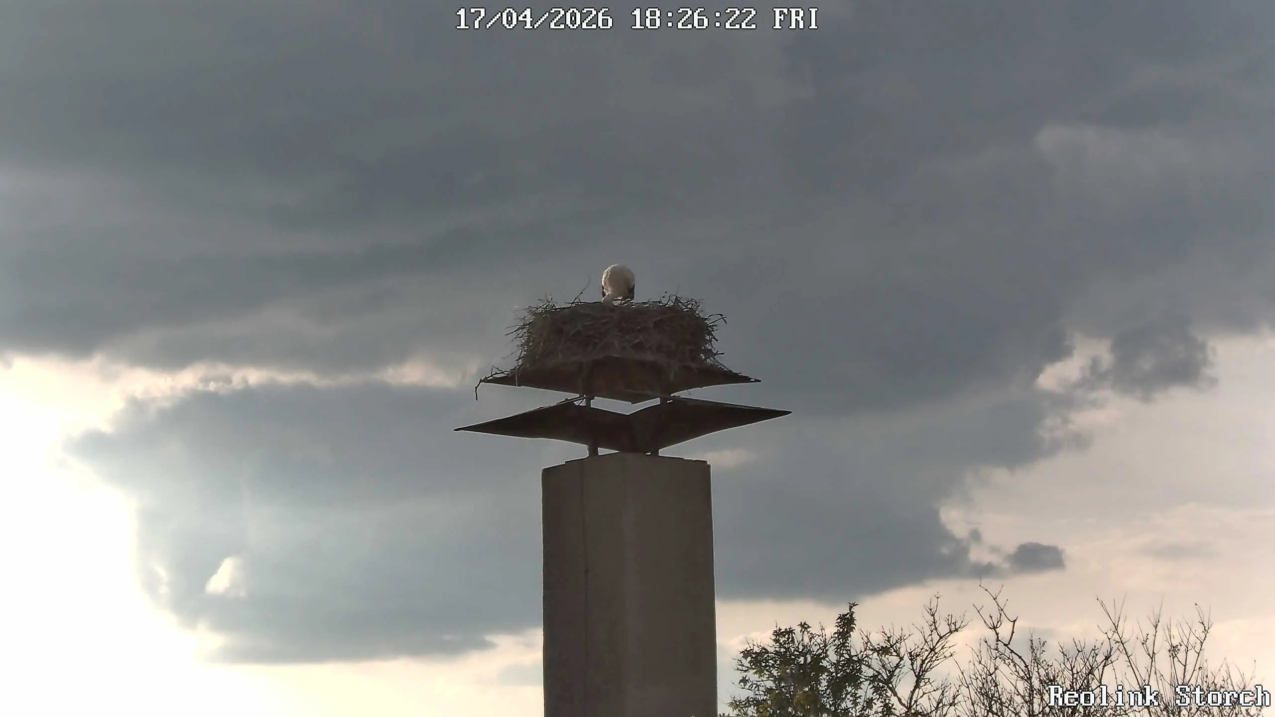 Storchencam Bild