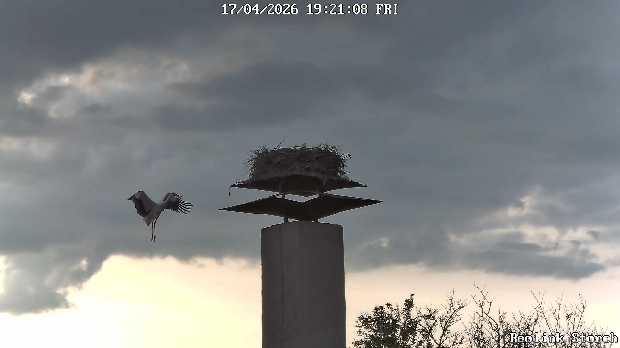 Storchencam Bild