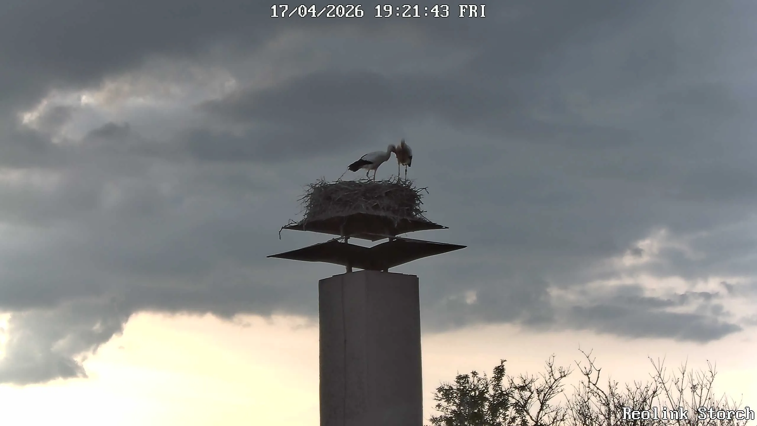 Storchencam Bild