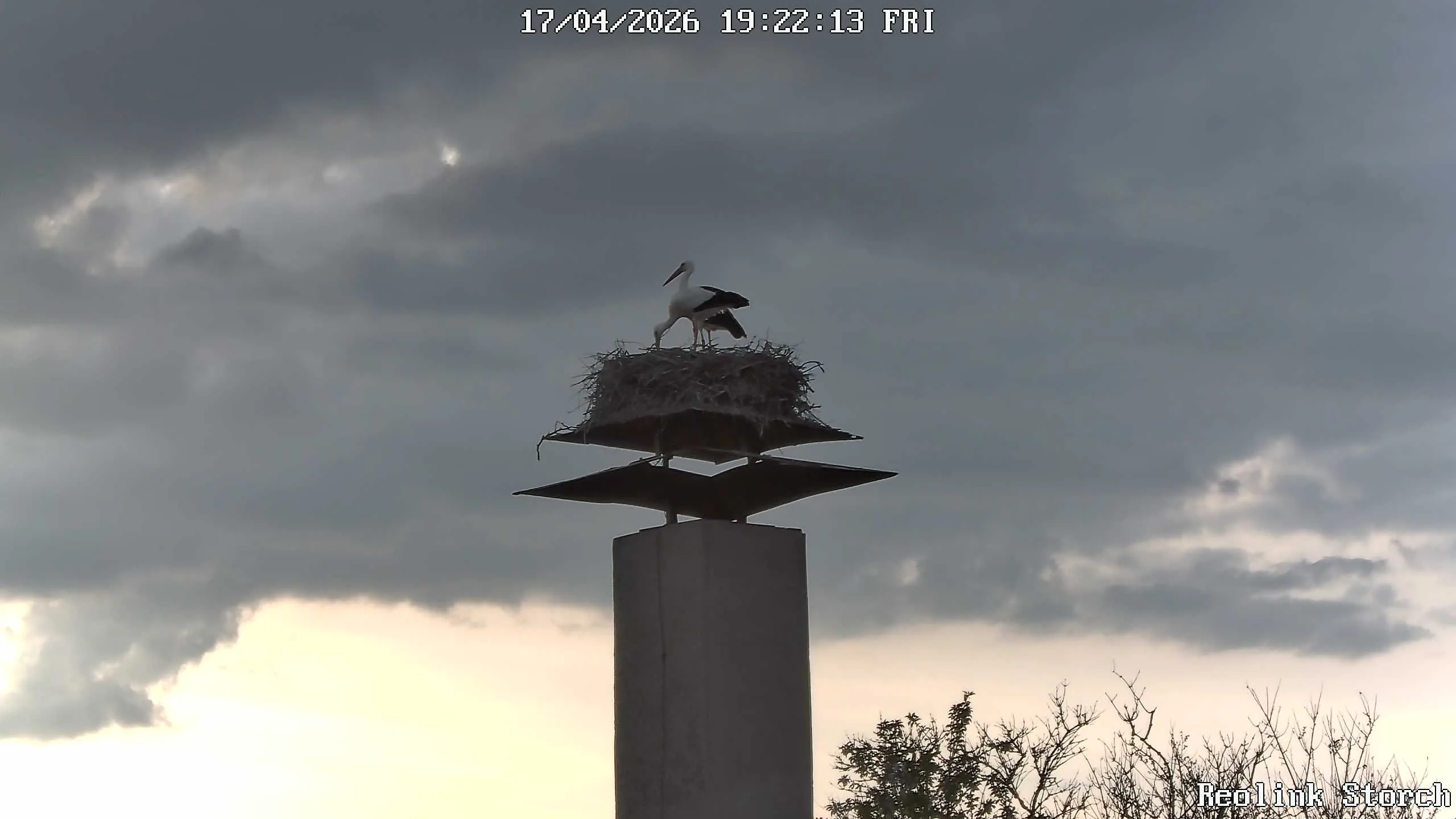 Storchencam Bild