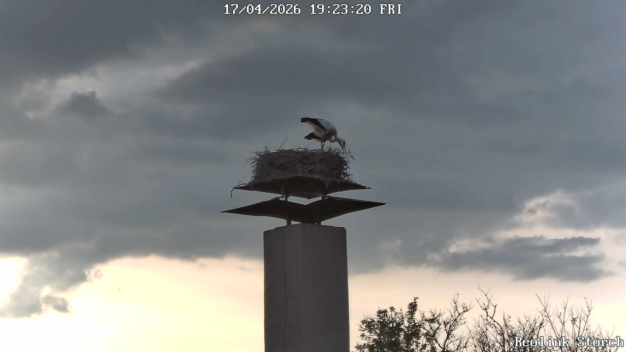 Storchencam Bild