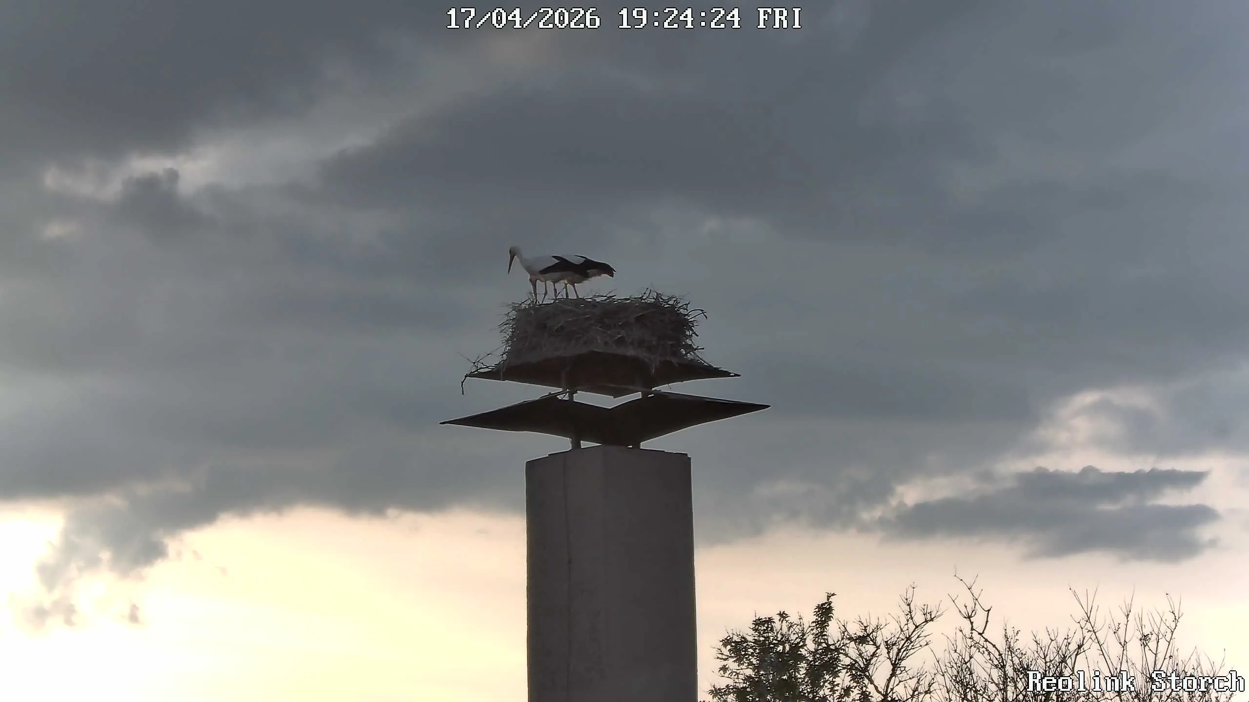 Storchencam Bild