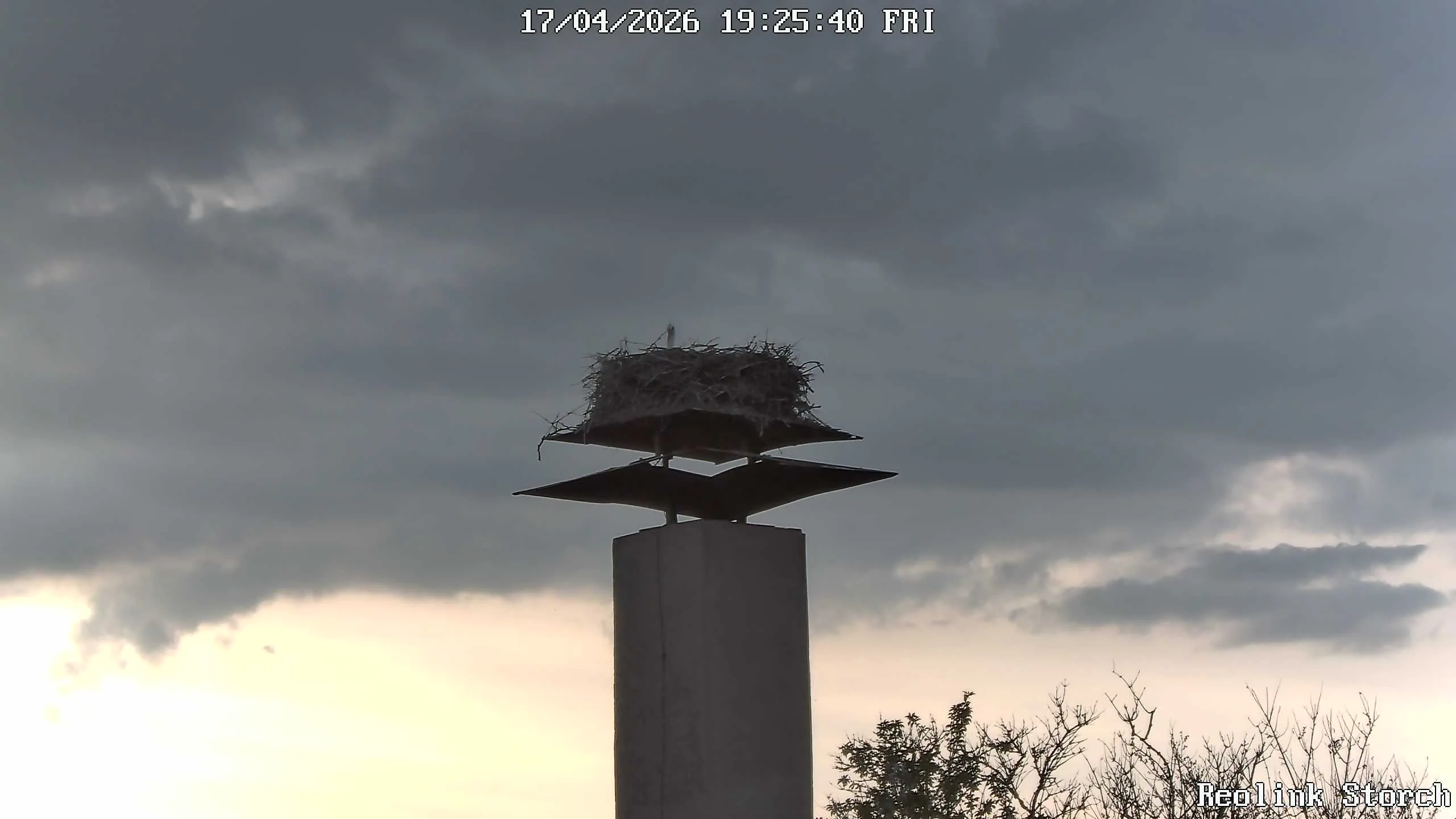 Storchencam Bild