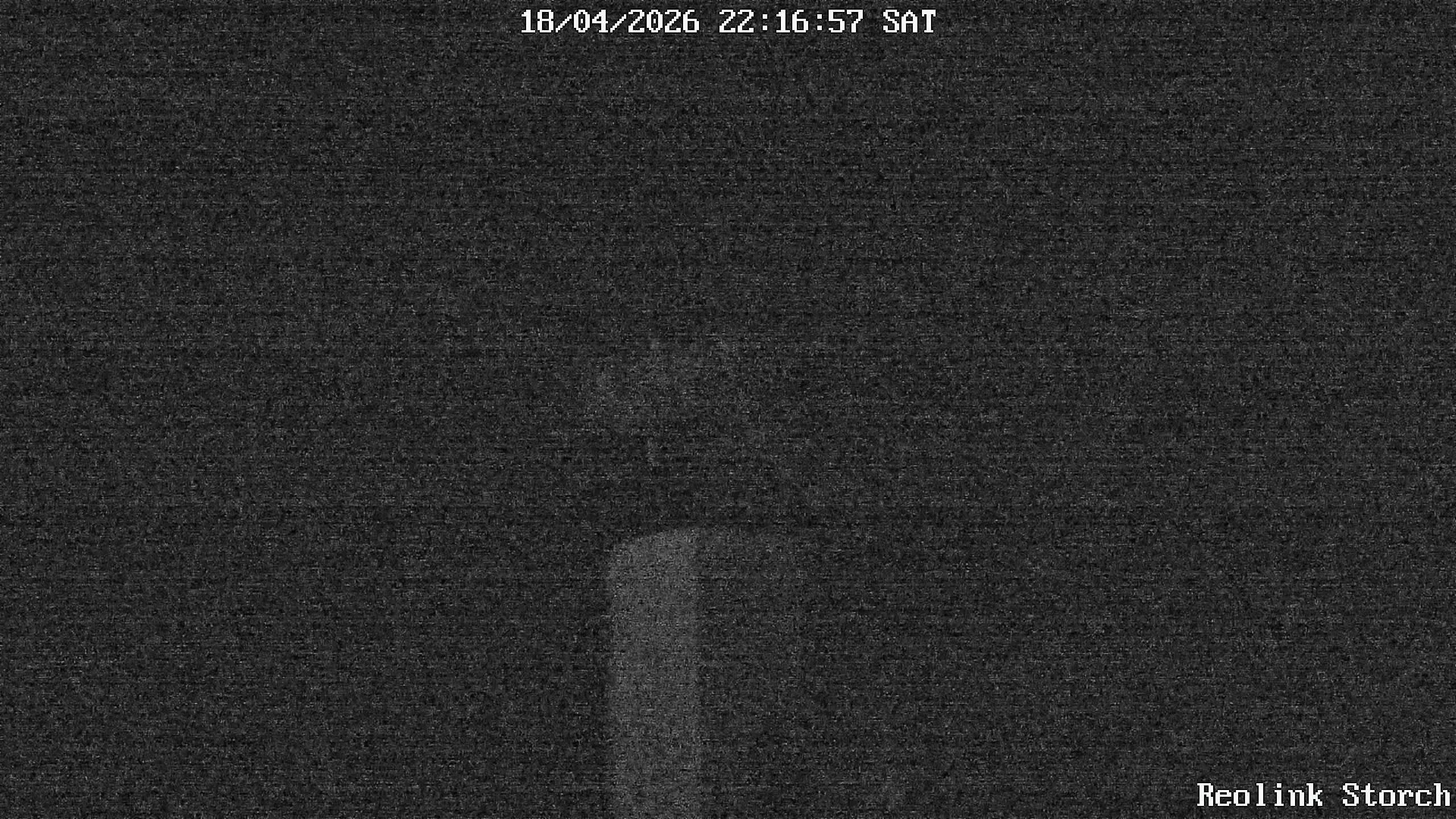 Storchencam Bild
