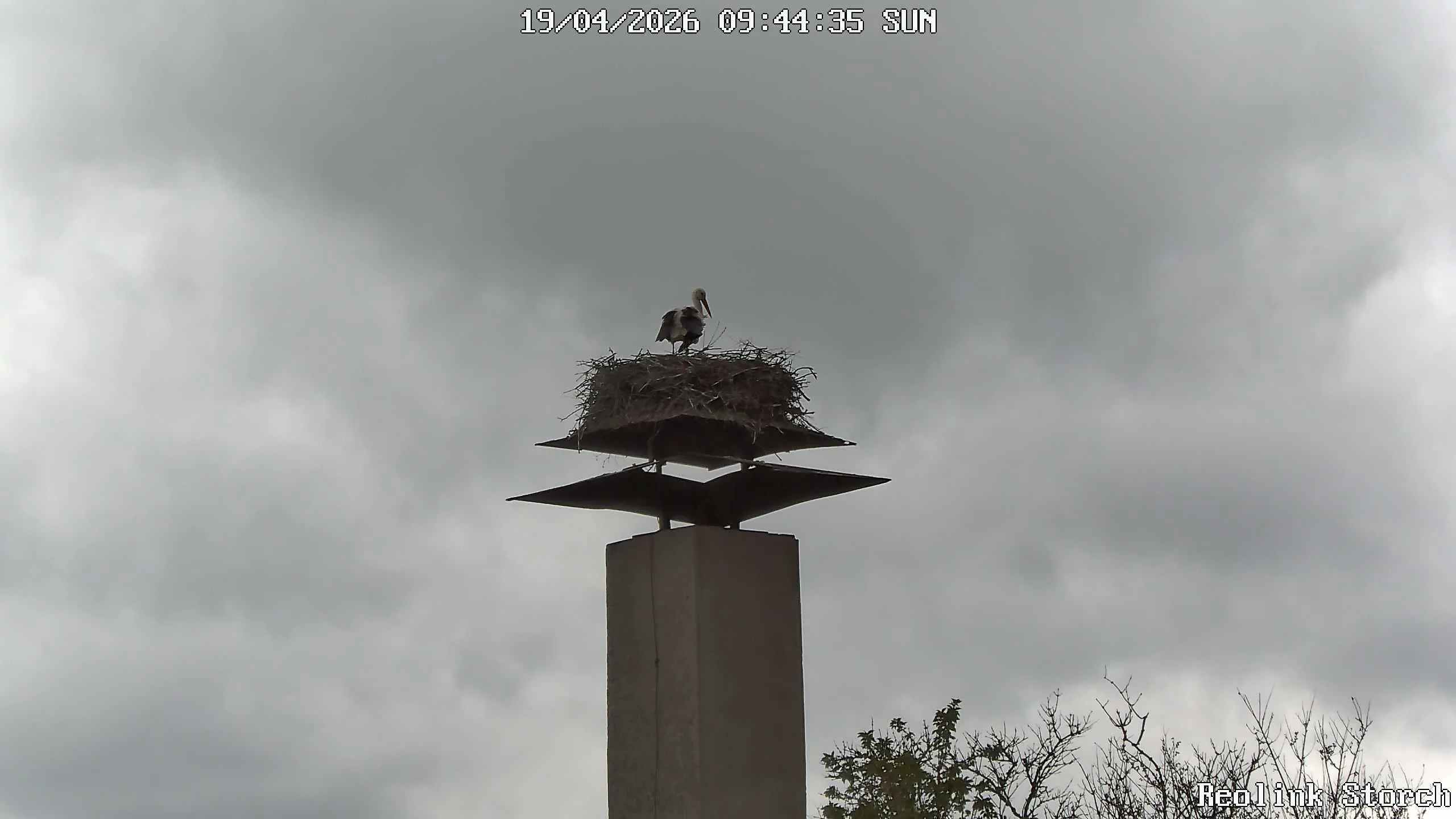 Storchencam Bild
