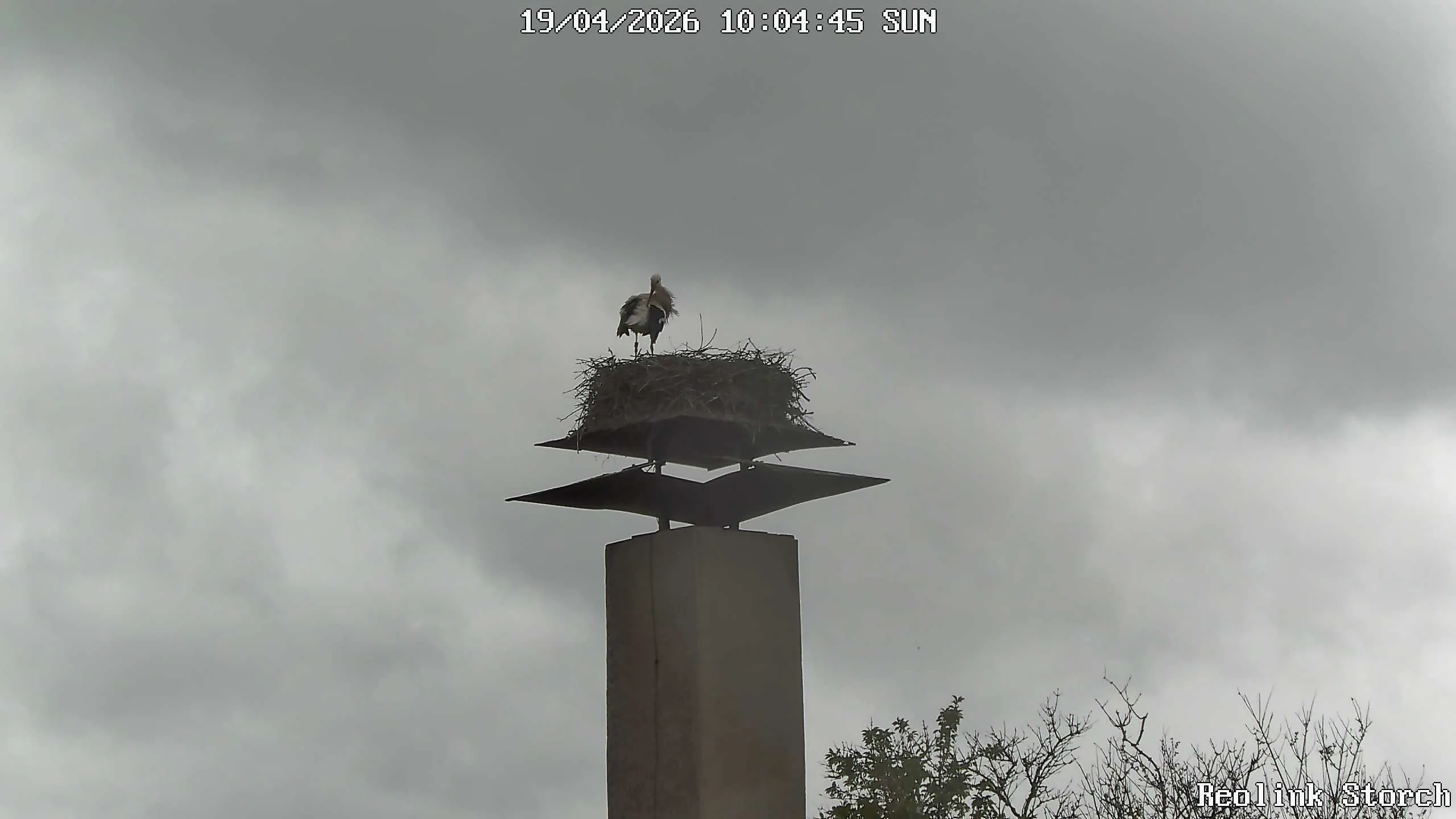 Storchencam Bild
