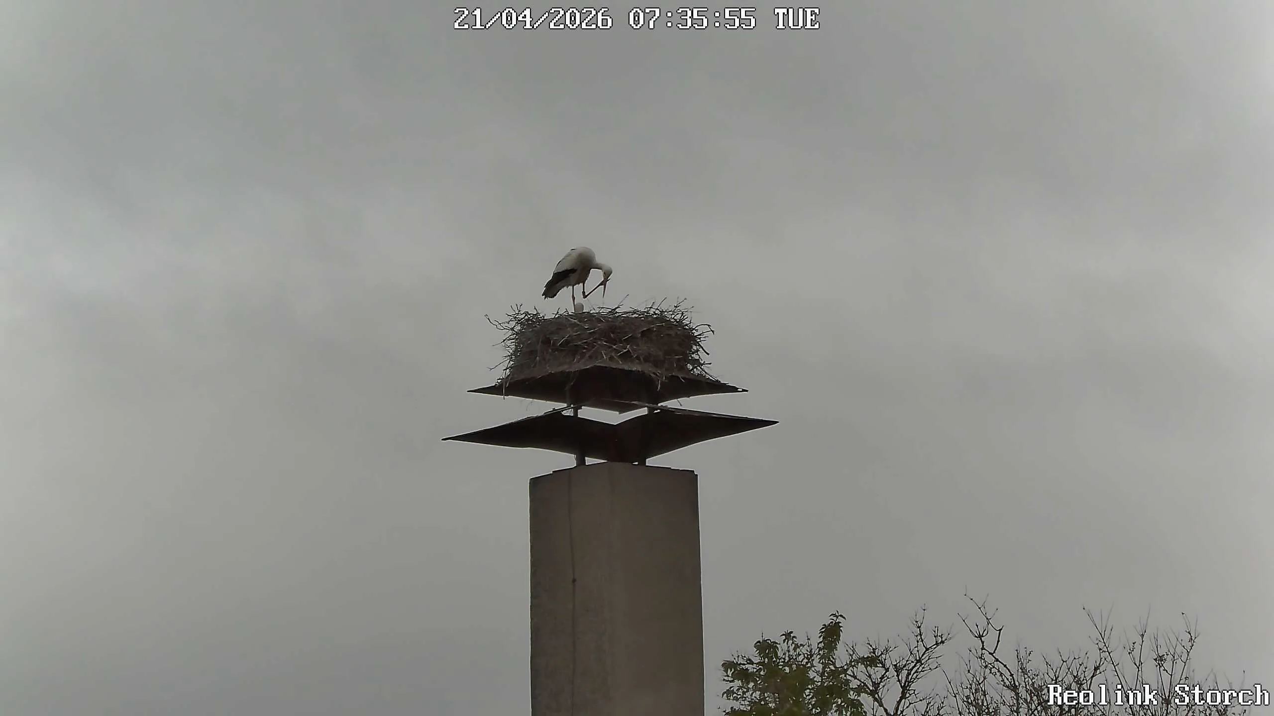 Storchencam Bild