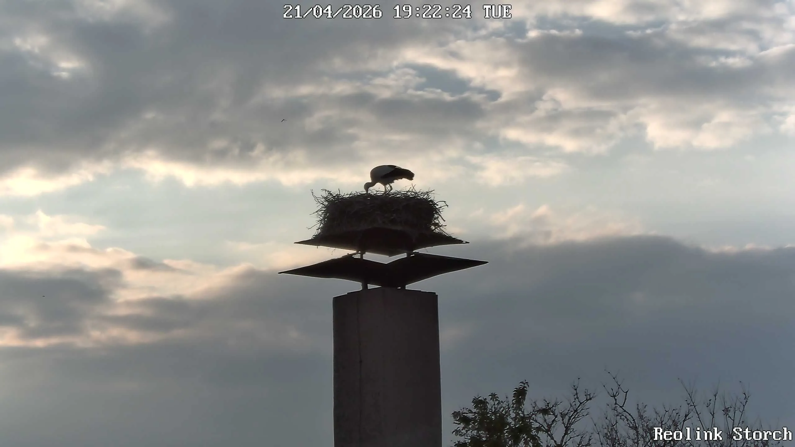 Storchencam Bild