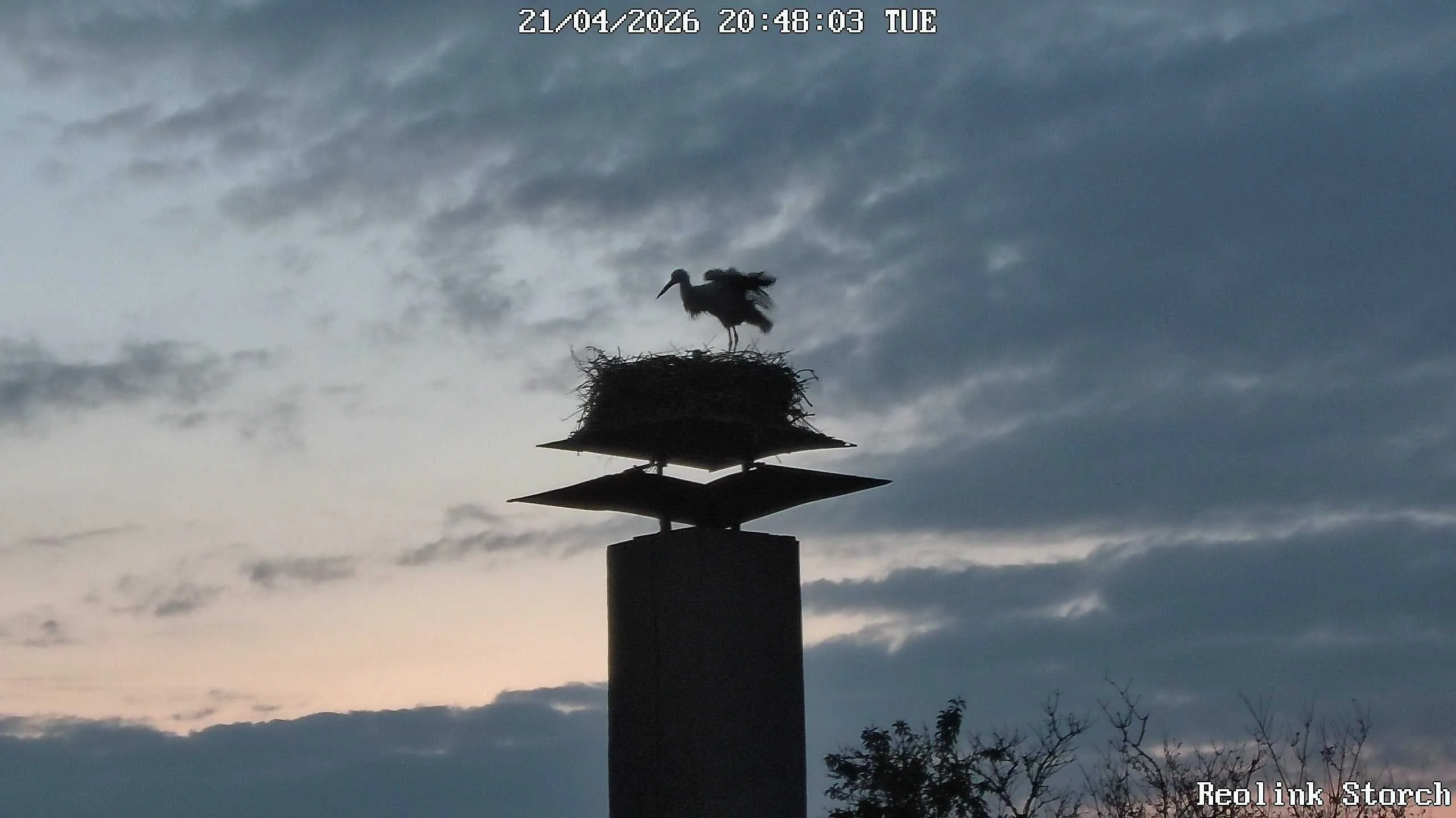Storchencam Bild