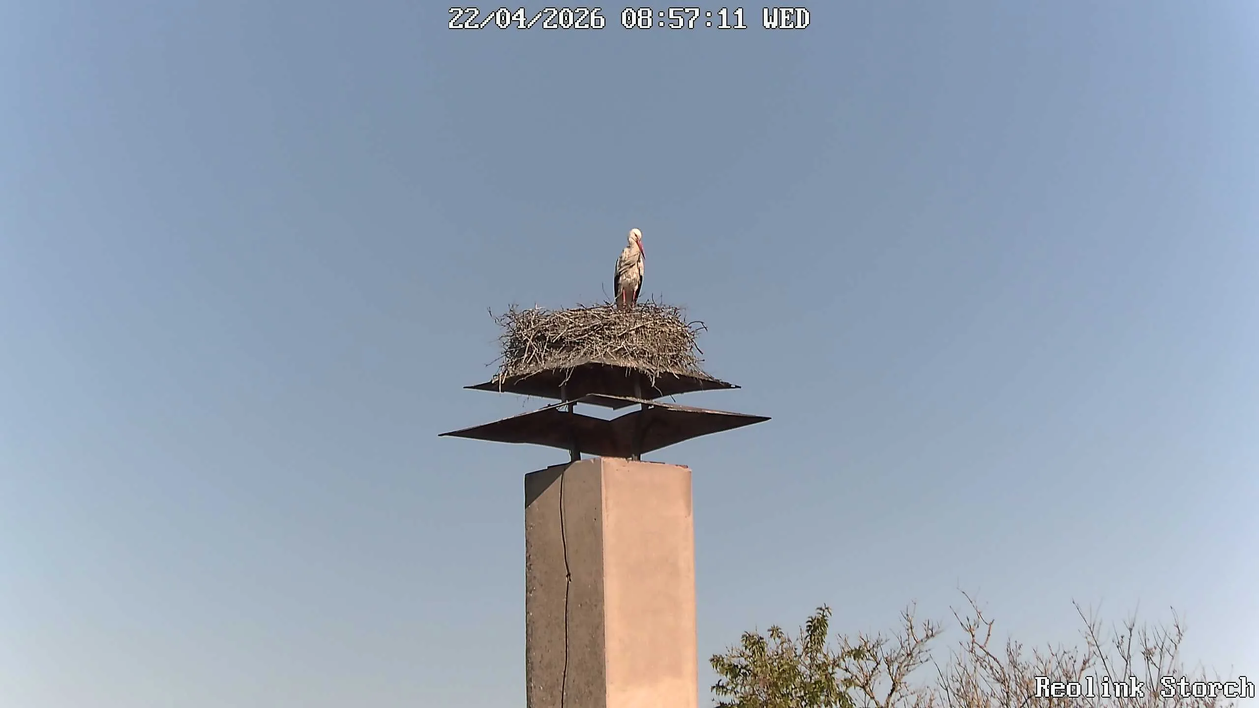Storchencam Bild