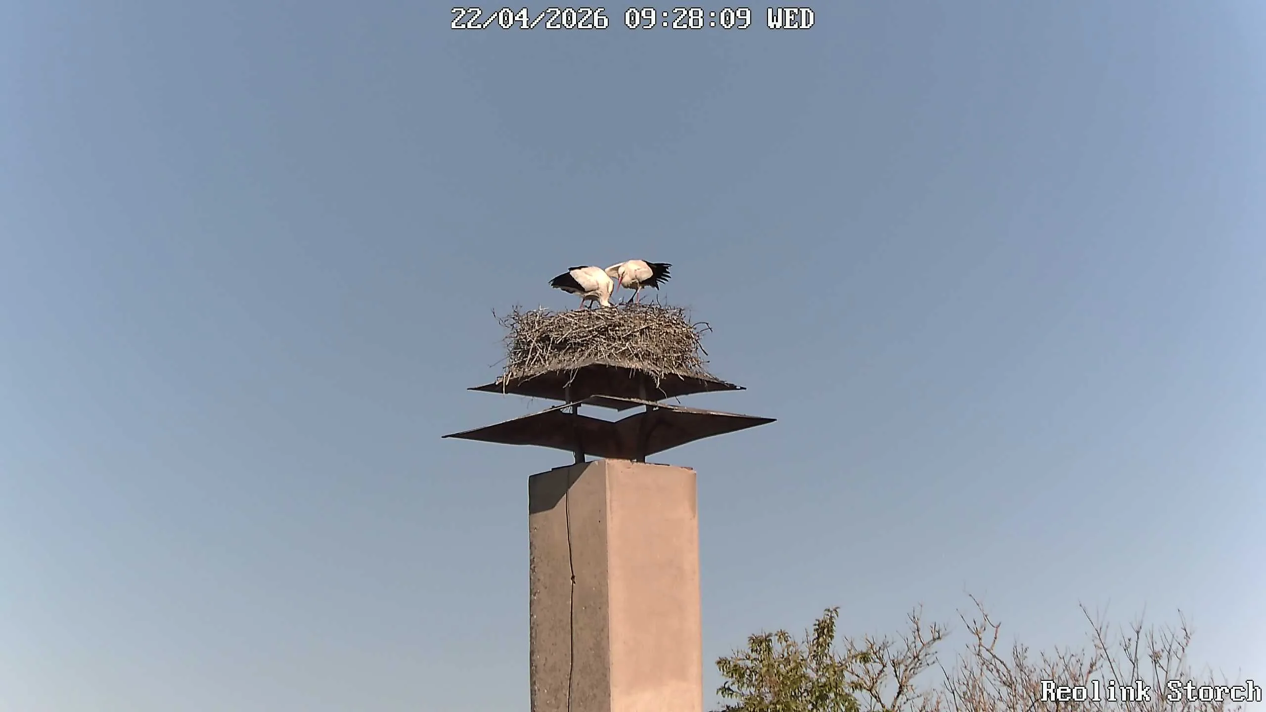 Storchencam Bild
