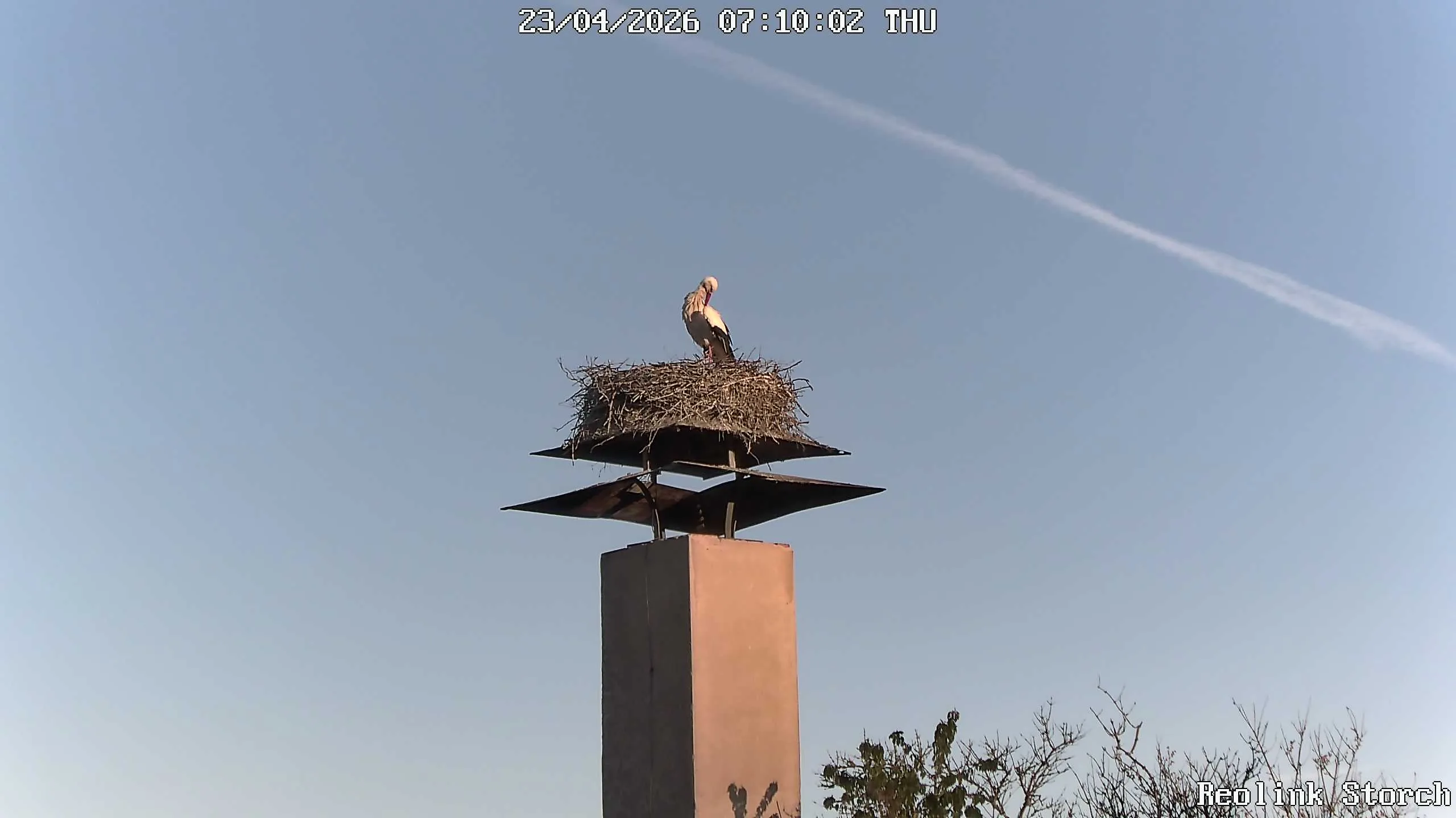 Storchencam Bild