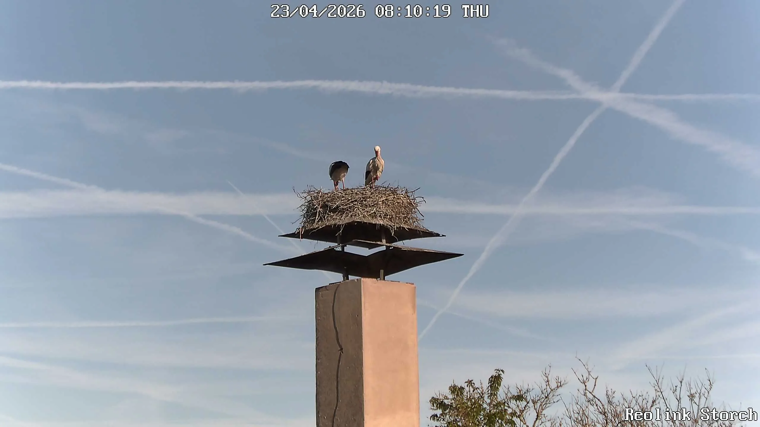 Storchencam Bild