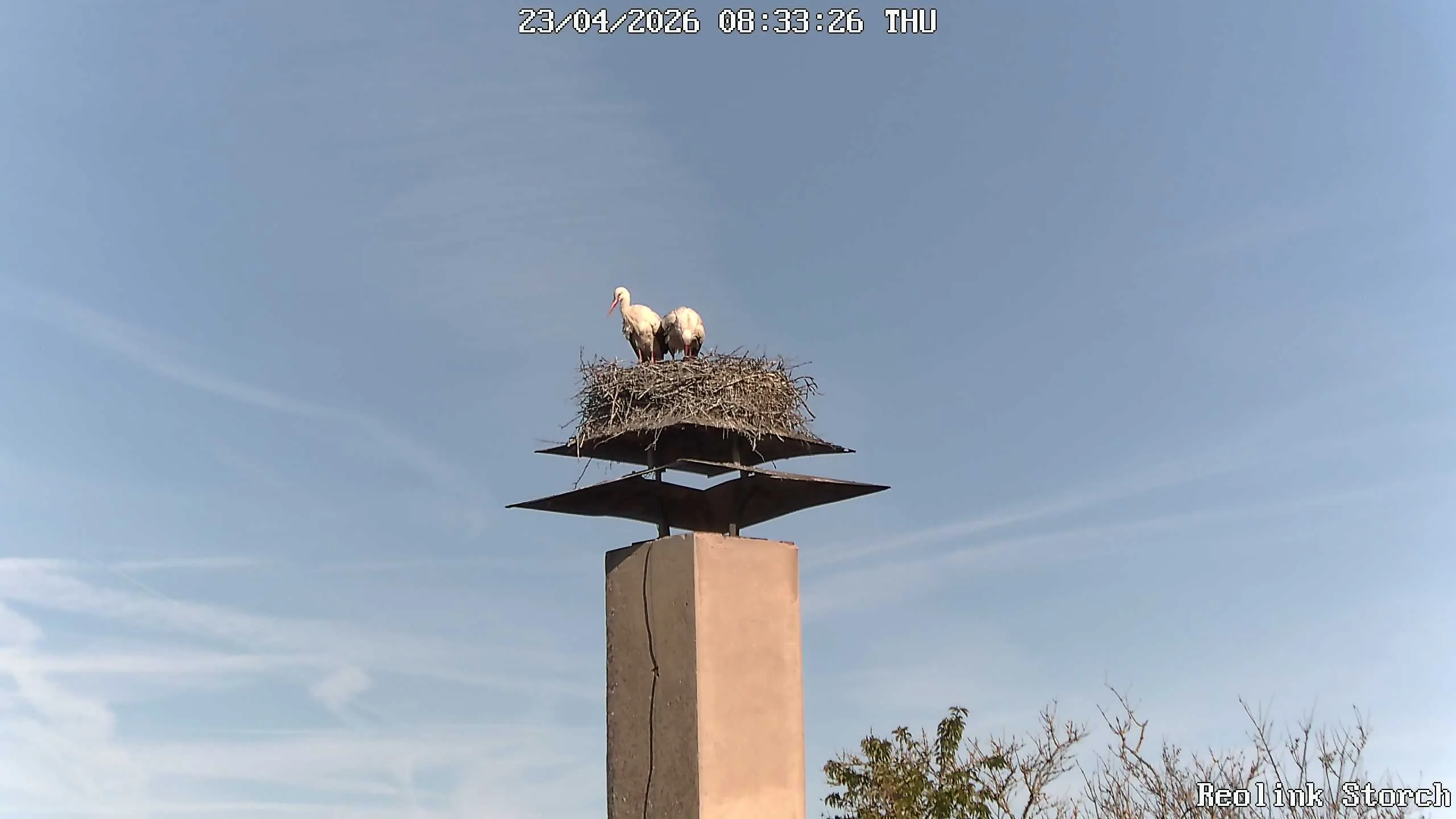 Storchencam Bild