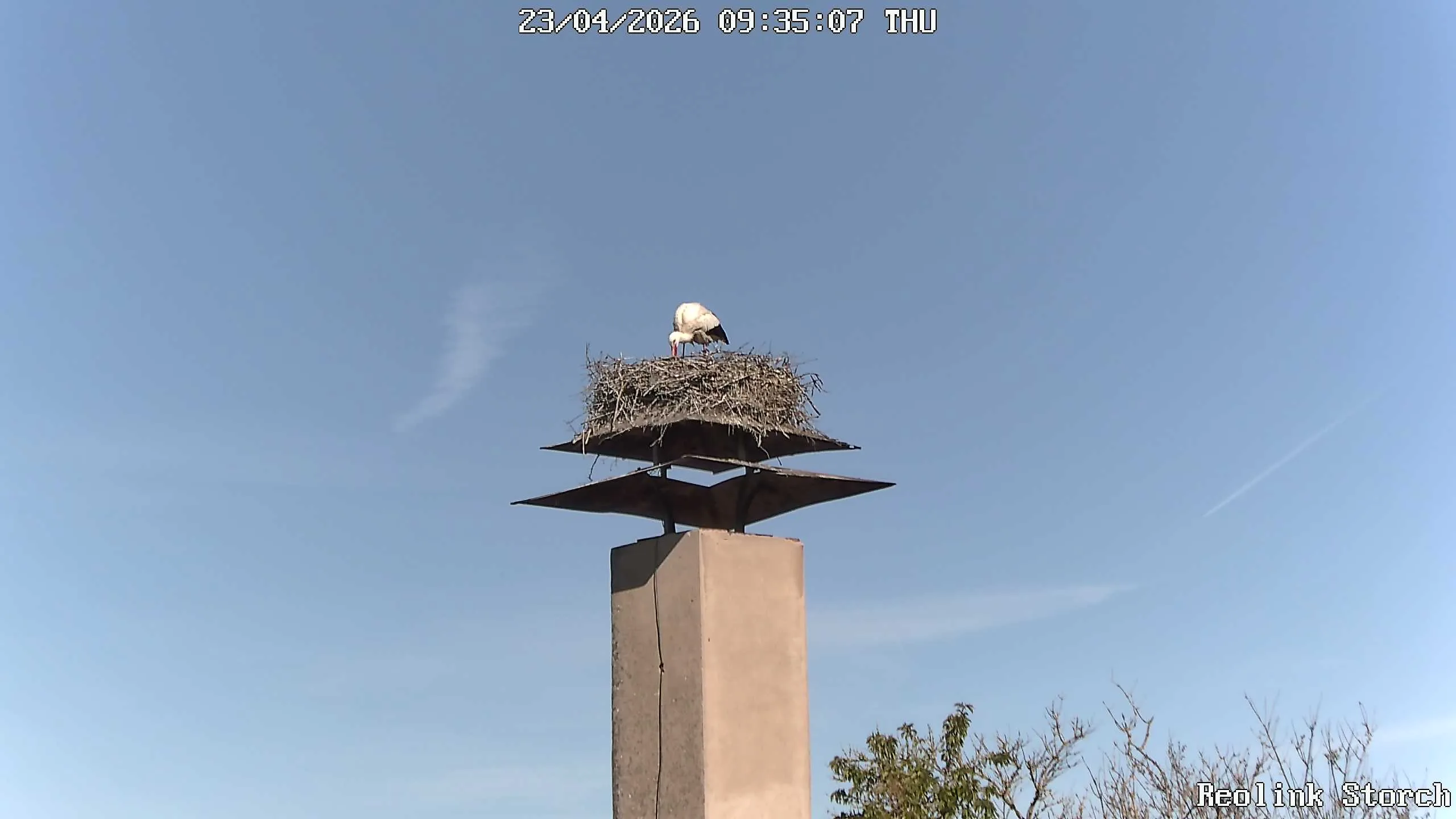Storchencam Bild