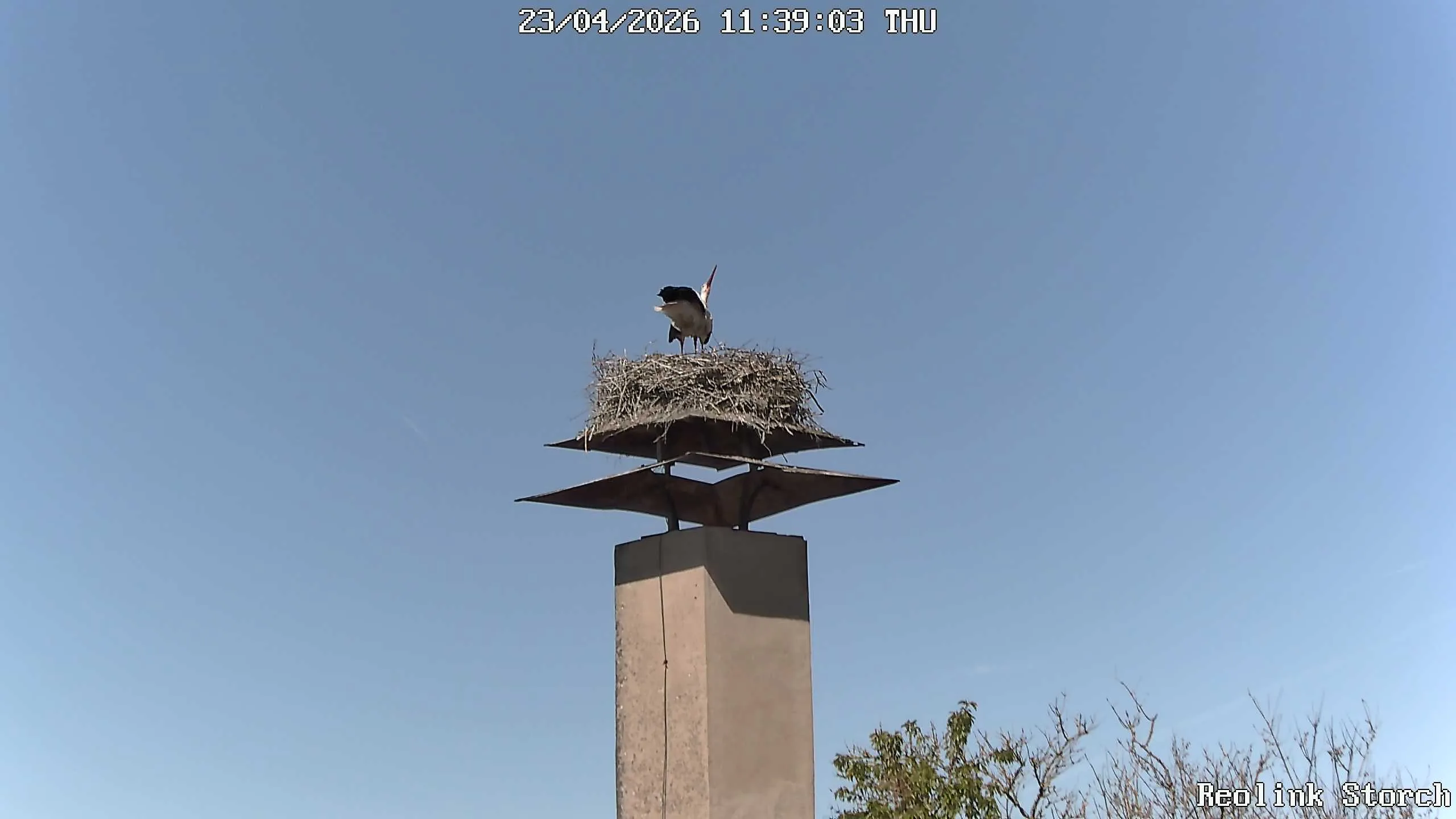 Storchencam Bild
