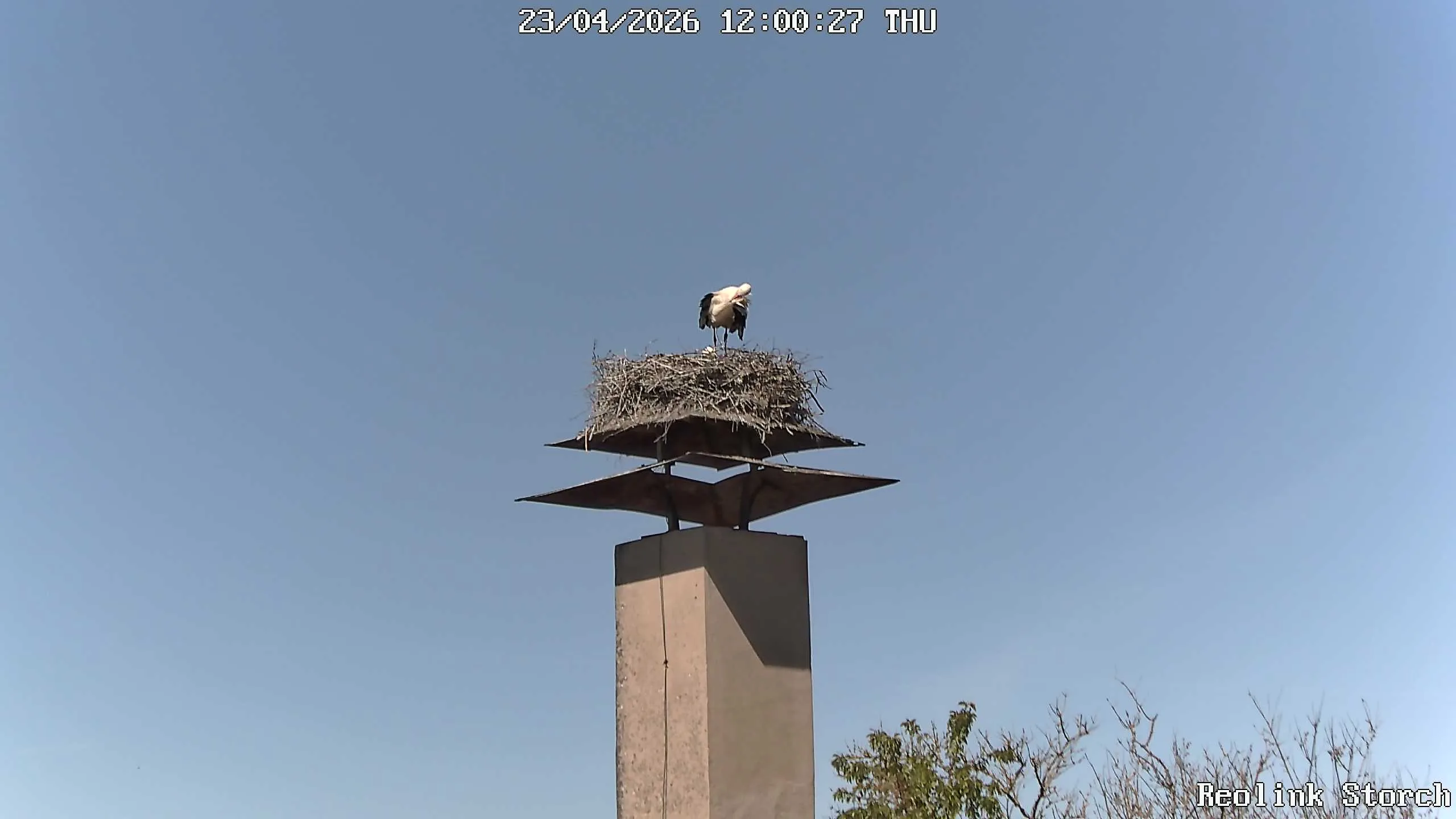 Storchencam Bild