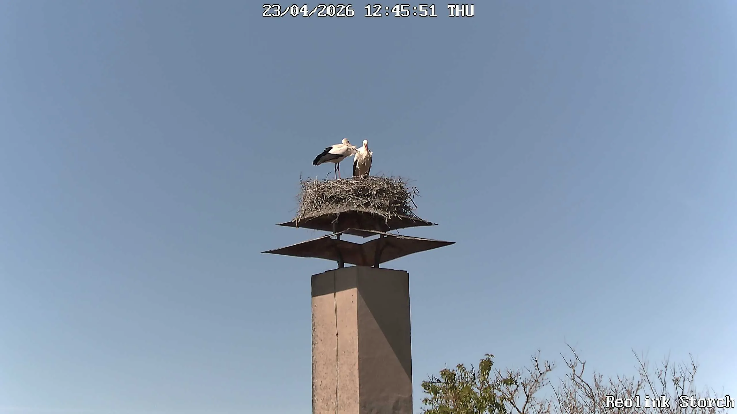 Storchencam Bild