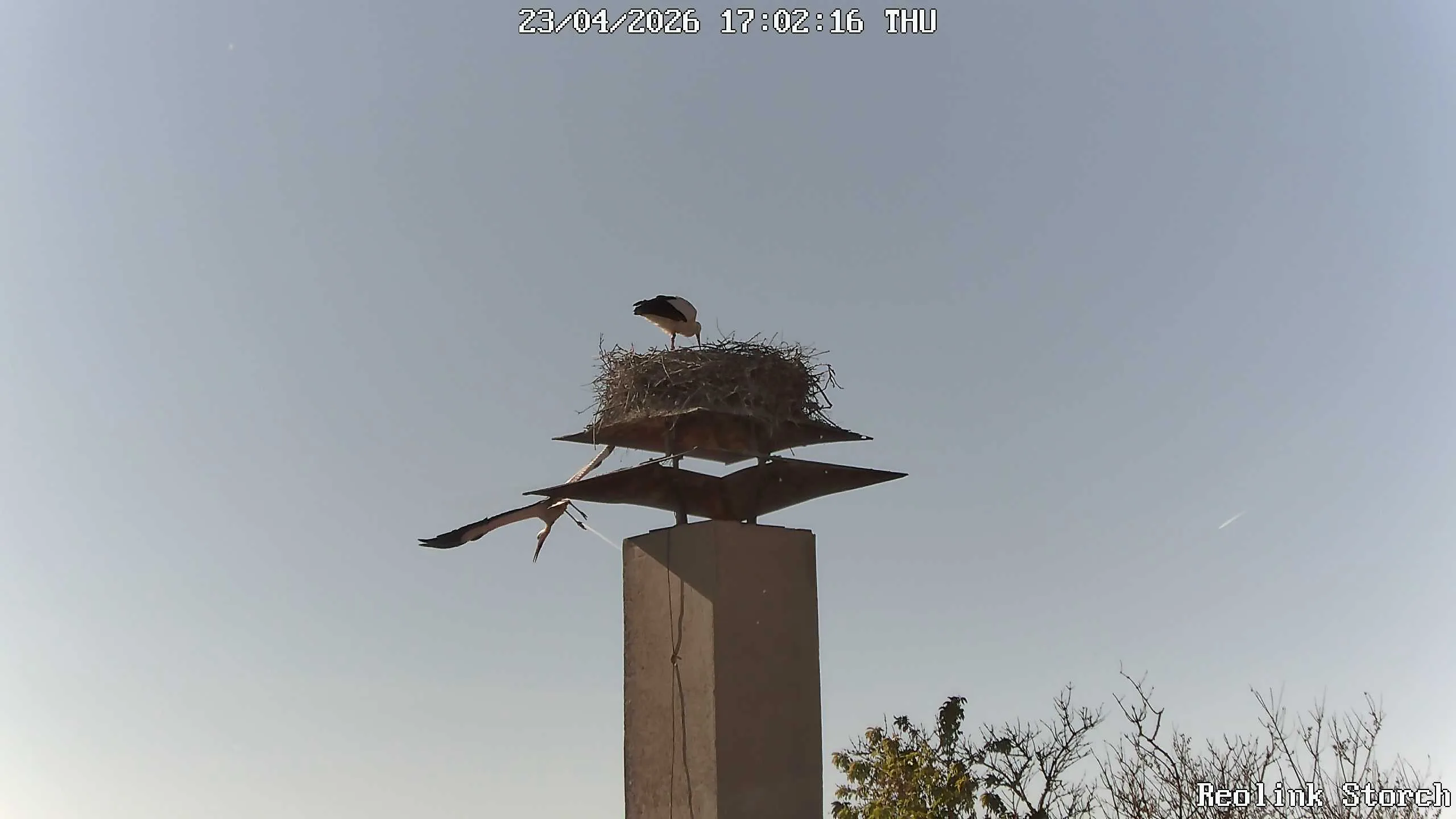 Storchencam Bild