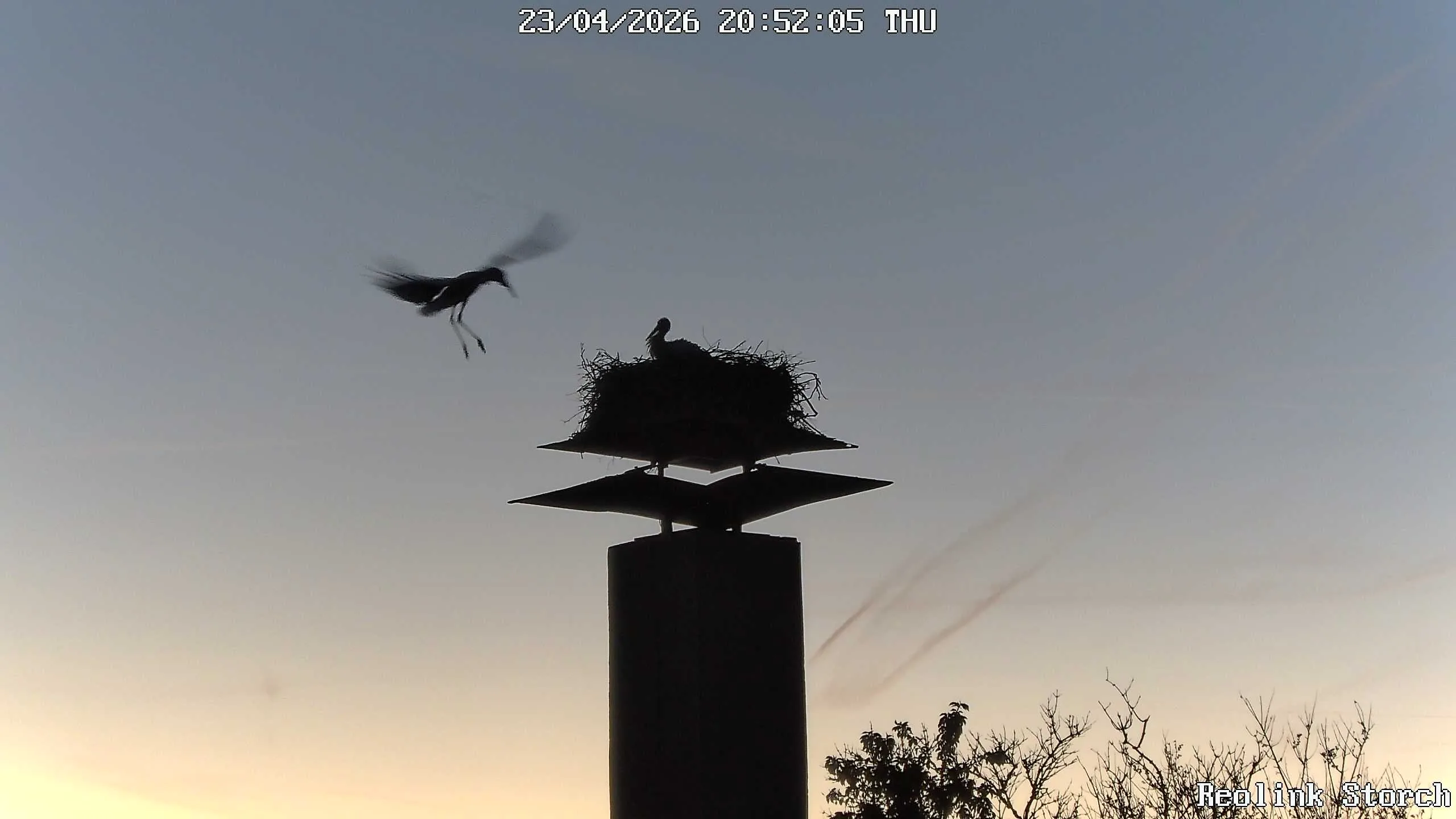 Storchencam Bild