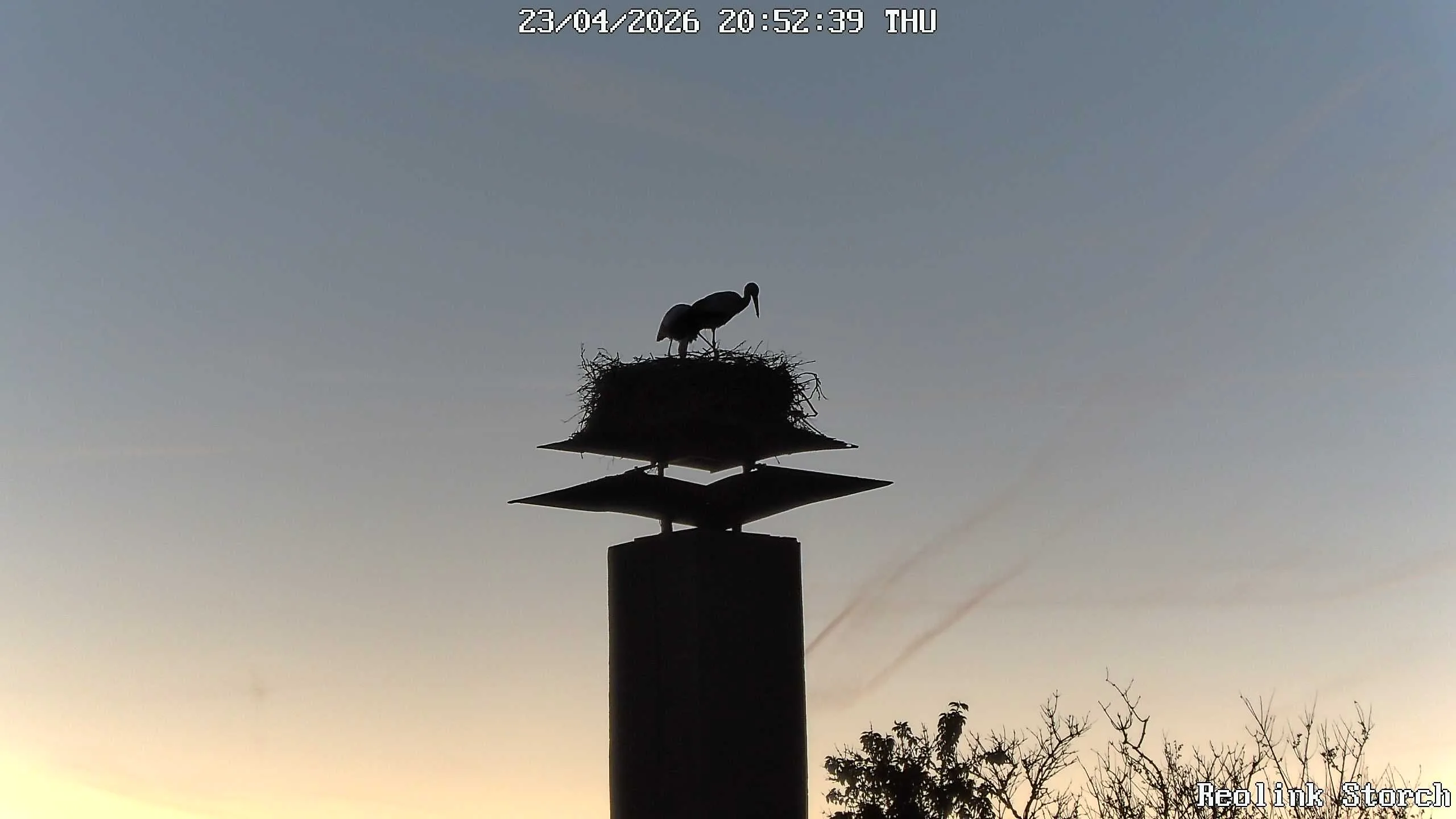 Storchencam Bild