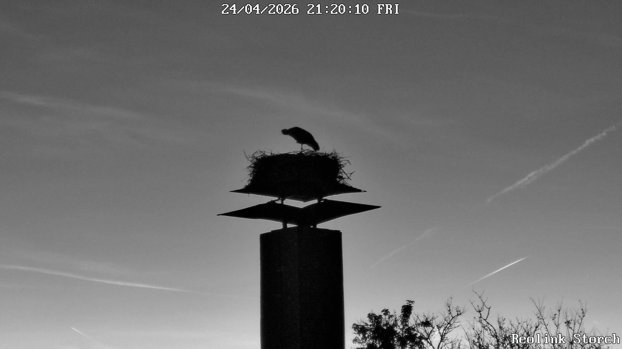 Storchencam Bild