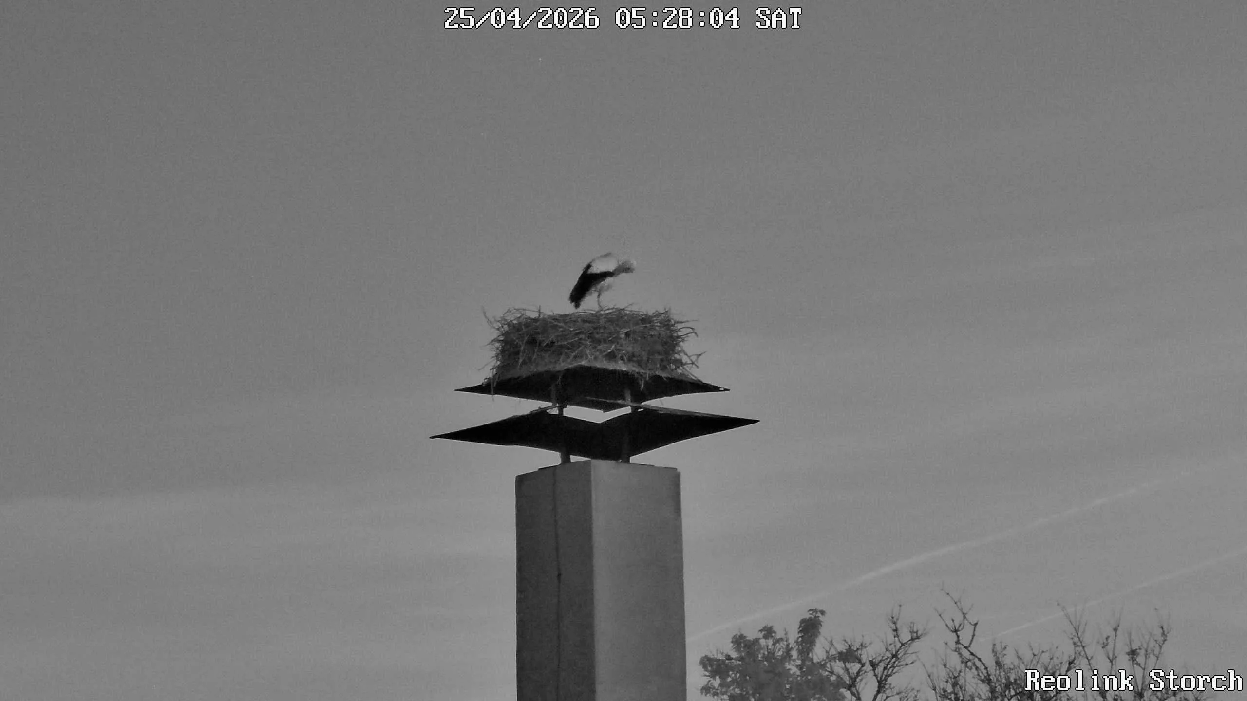 Storchencam Bild