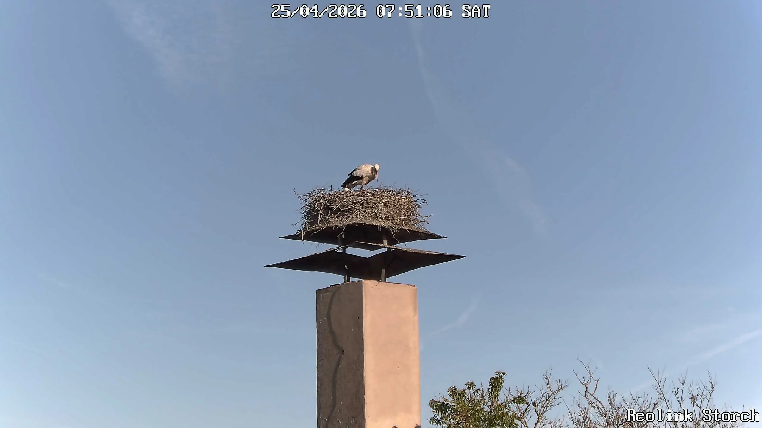 Storchencam Bild