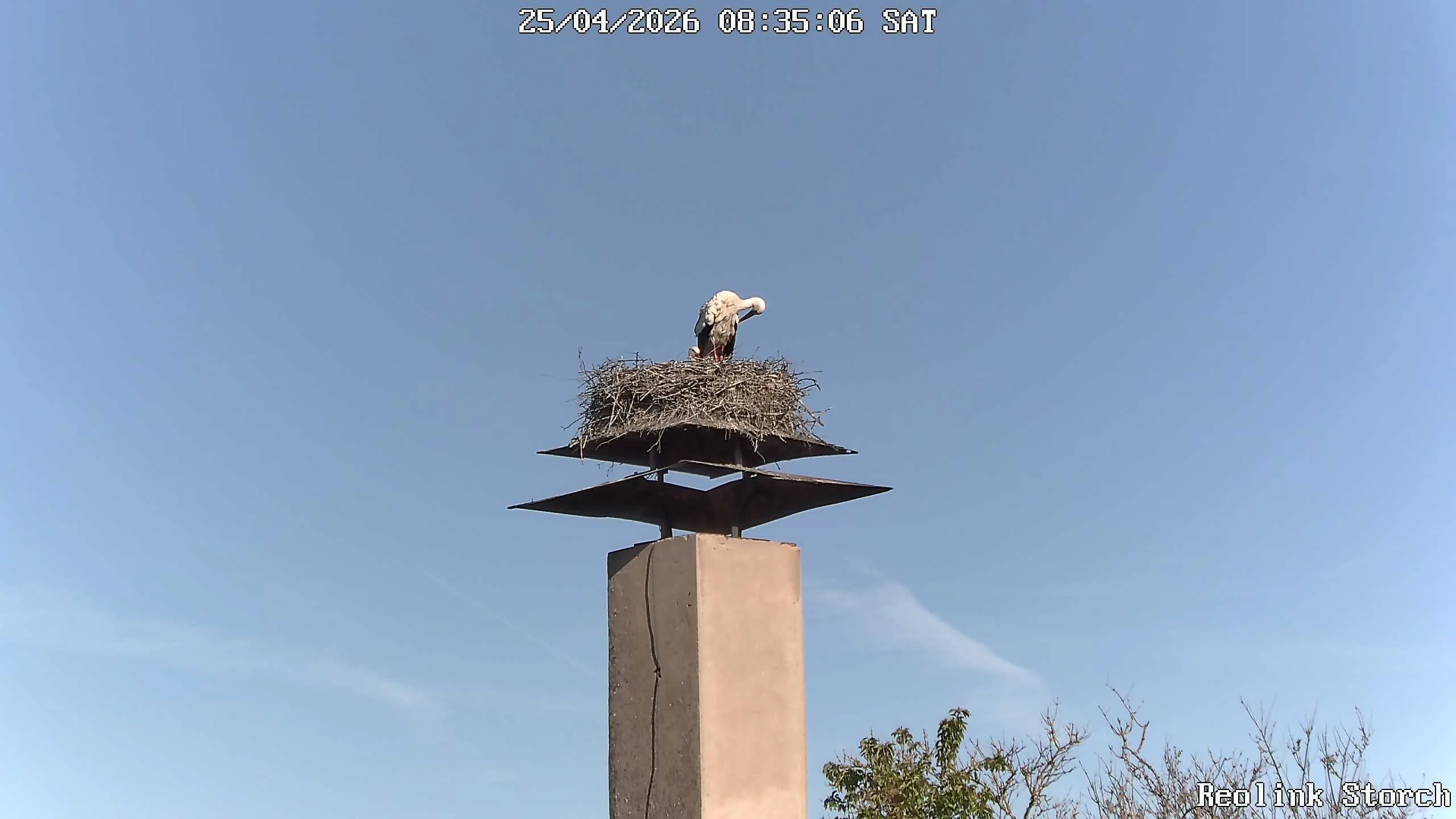 Storchencam Bild