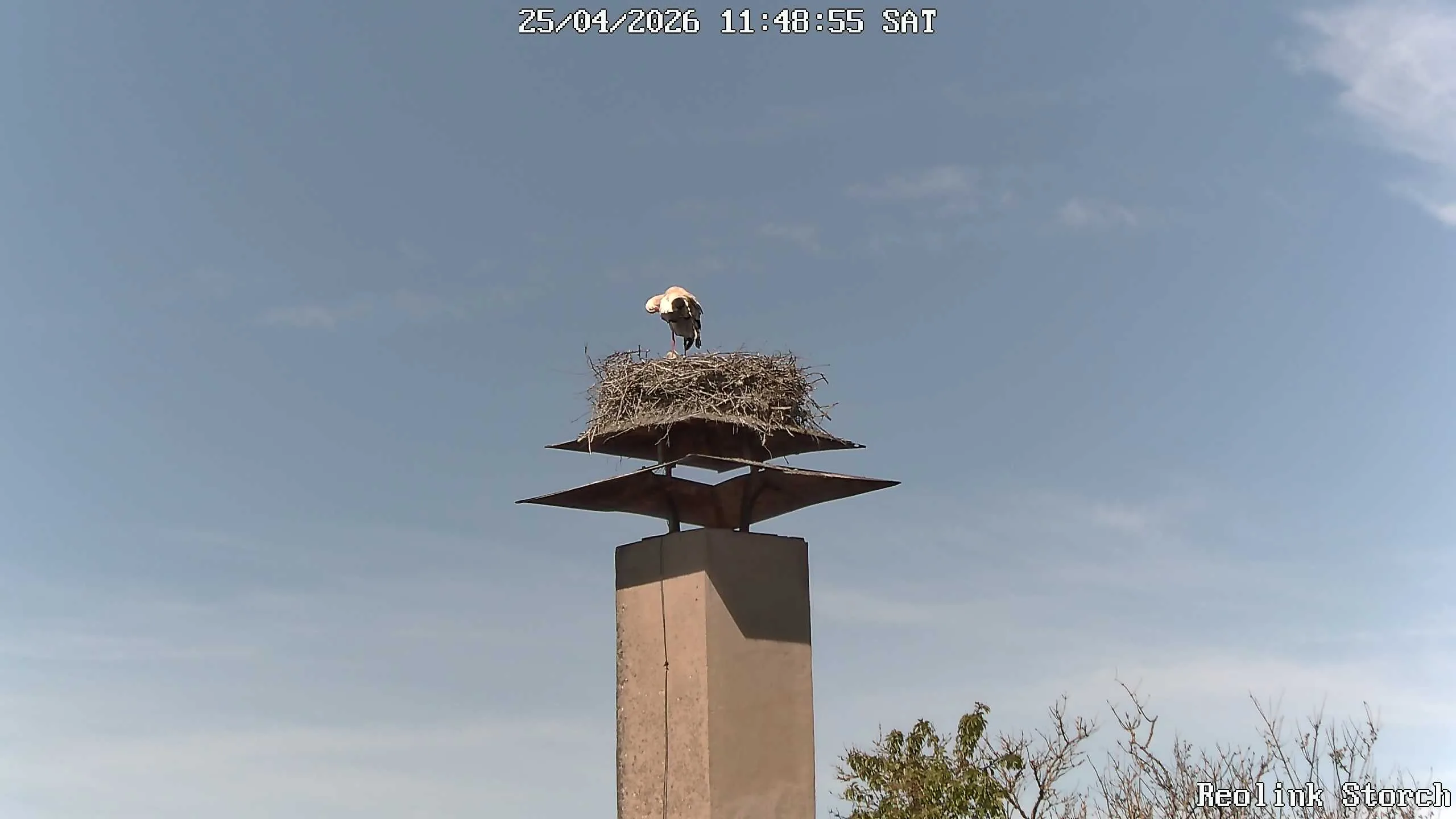 Storchencam Bild